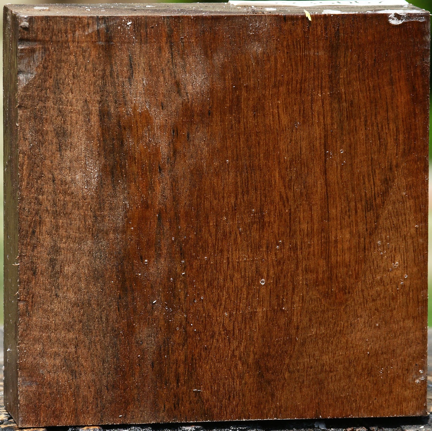 Figured English Walnut Bowl Blank