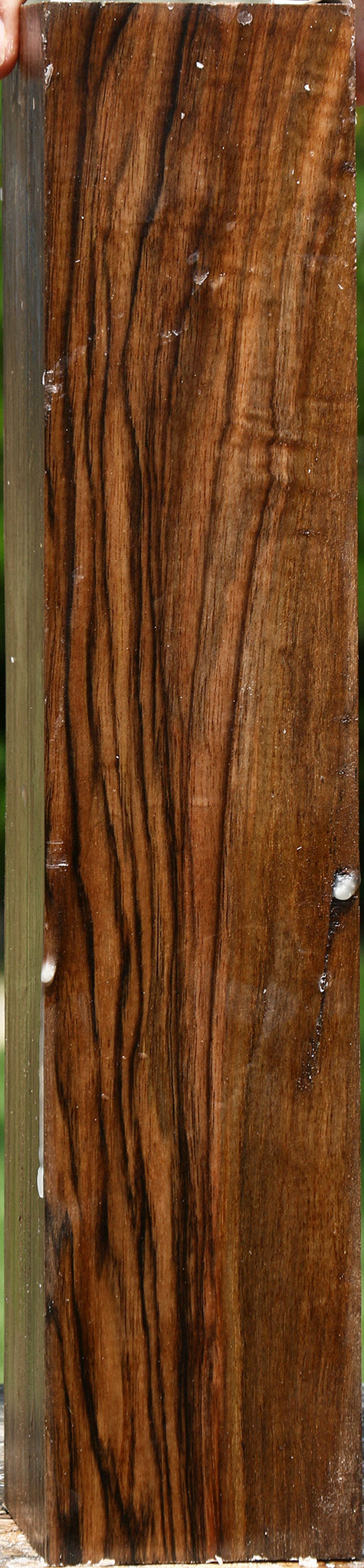 Extra Fancy English Walnut Forend