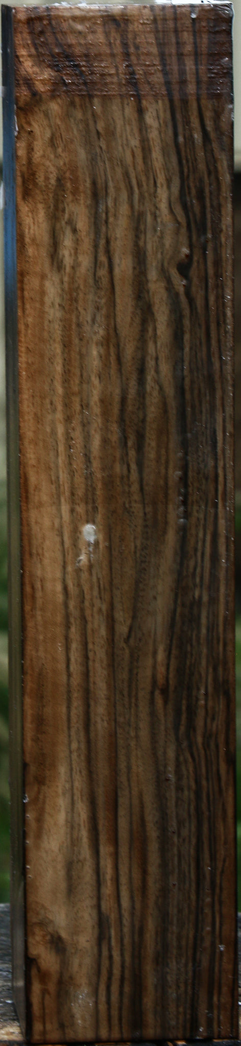 English Walnut Forend