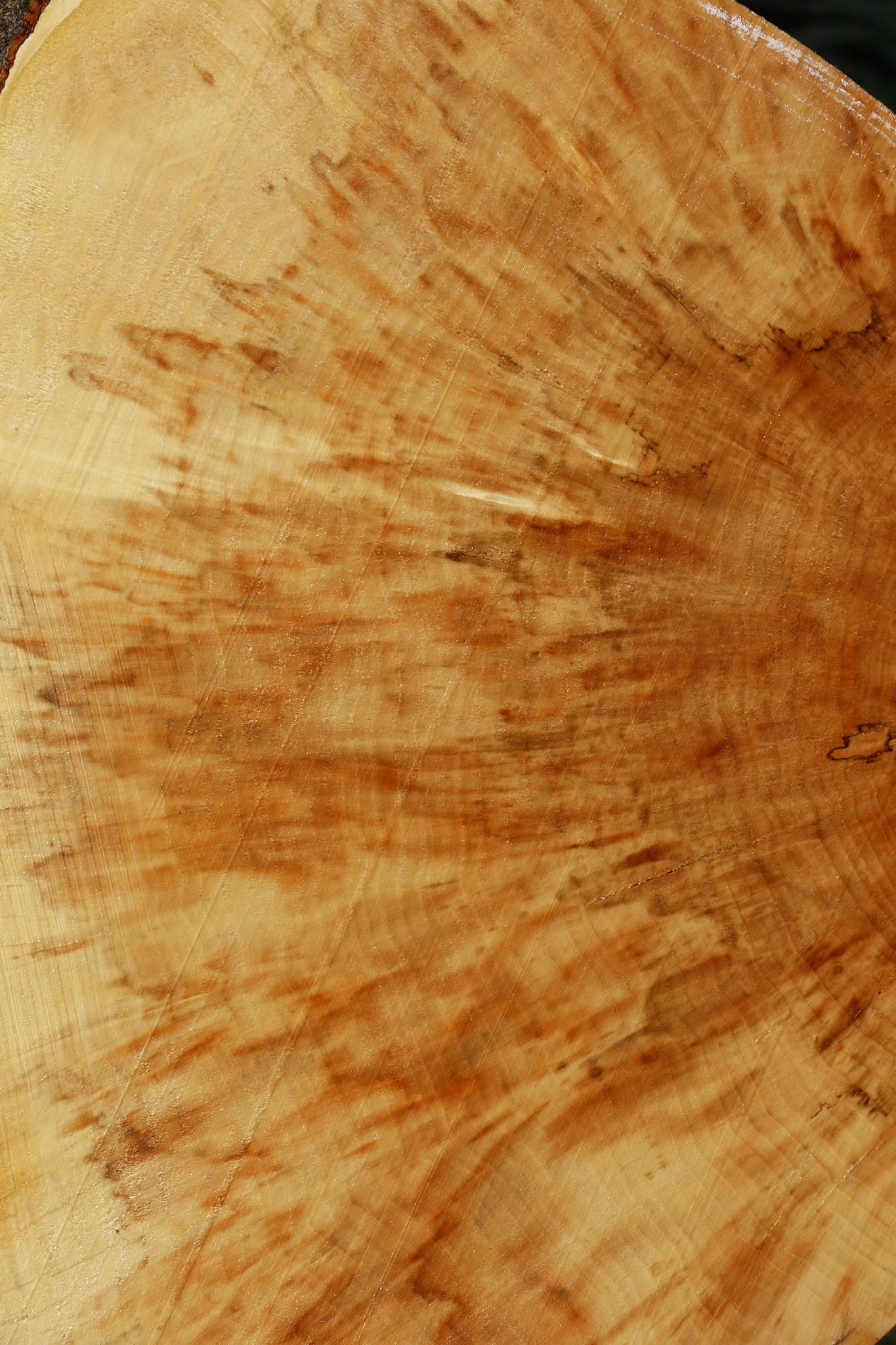 Extra Fancy Box Elder Cookie