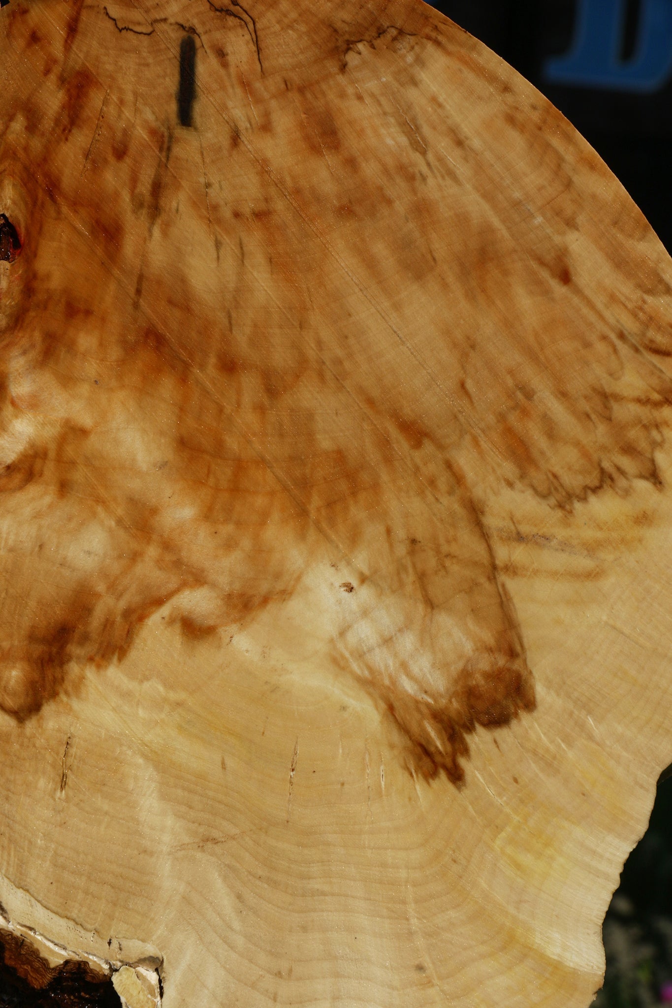 Extra Fancy Box Elder Cookie