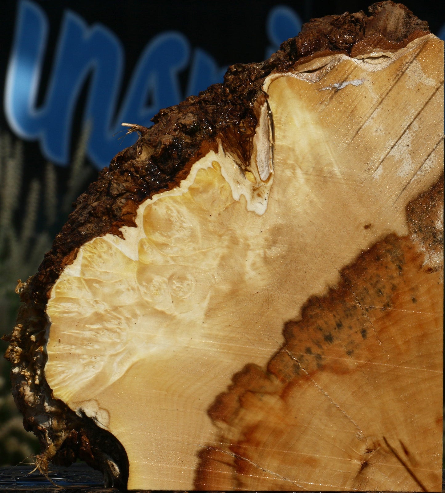 Box Elder Burl Slice