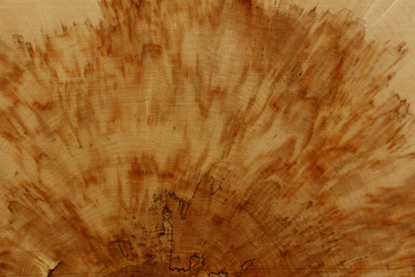 Extra Fancy Box Elder Slice