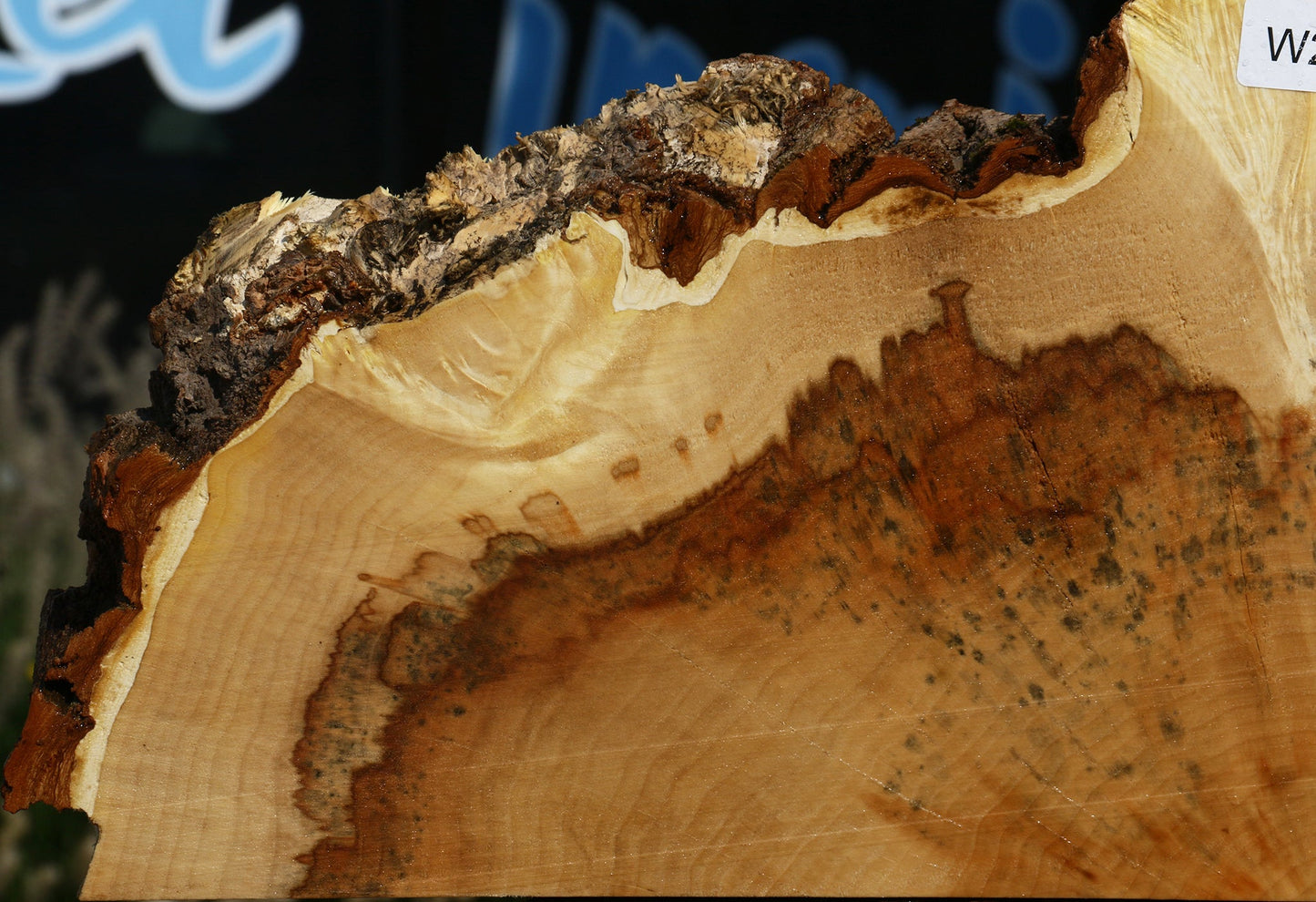 Extra Fancy Box Elder Slice