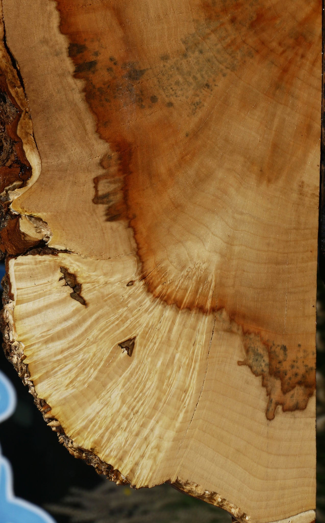 Extra Fancy Box Elder Slice