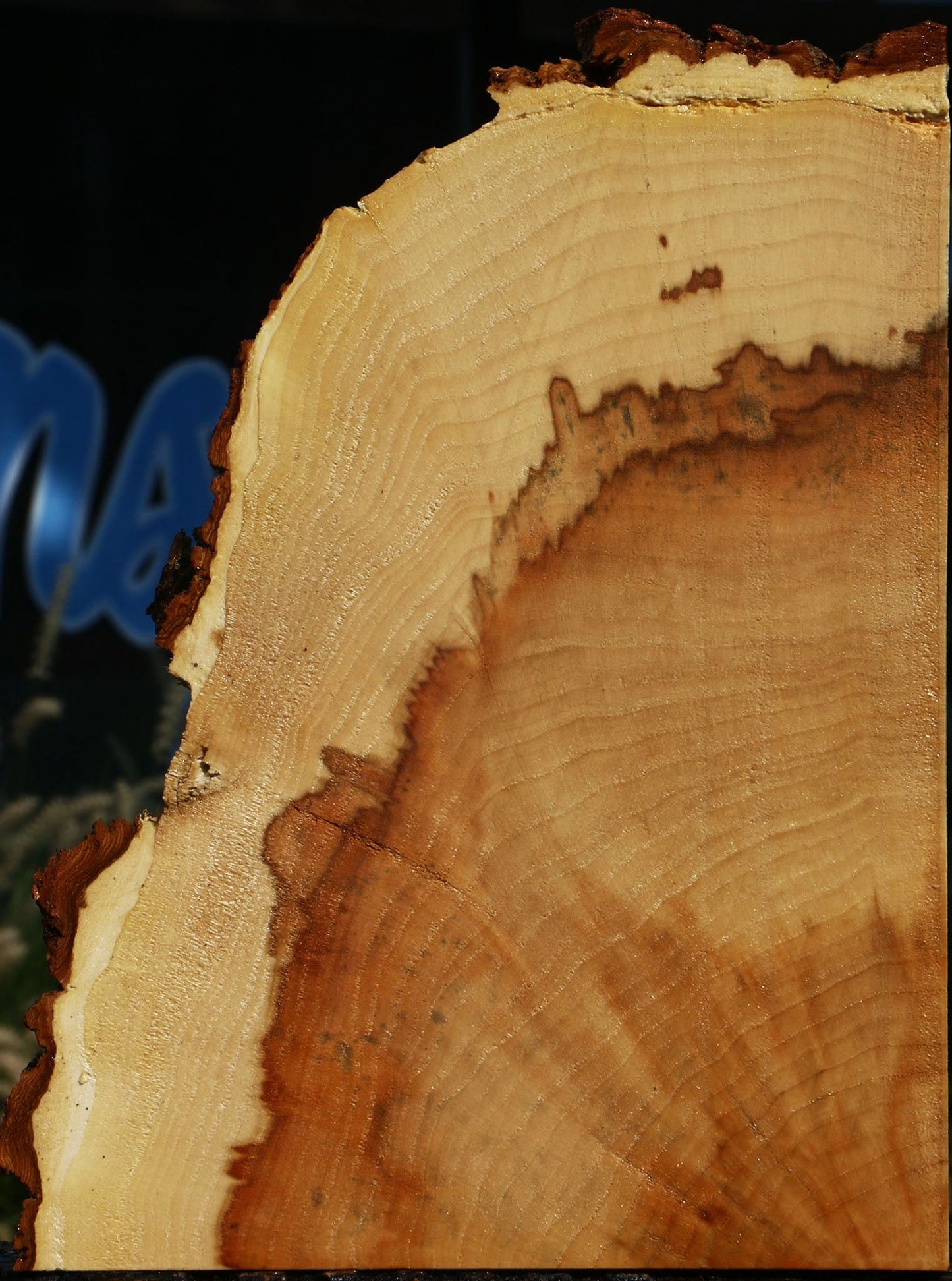 Figured Box Elder Slice