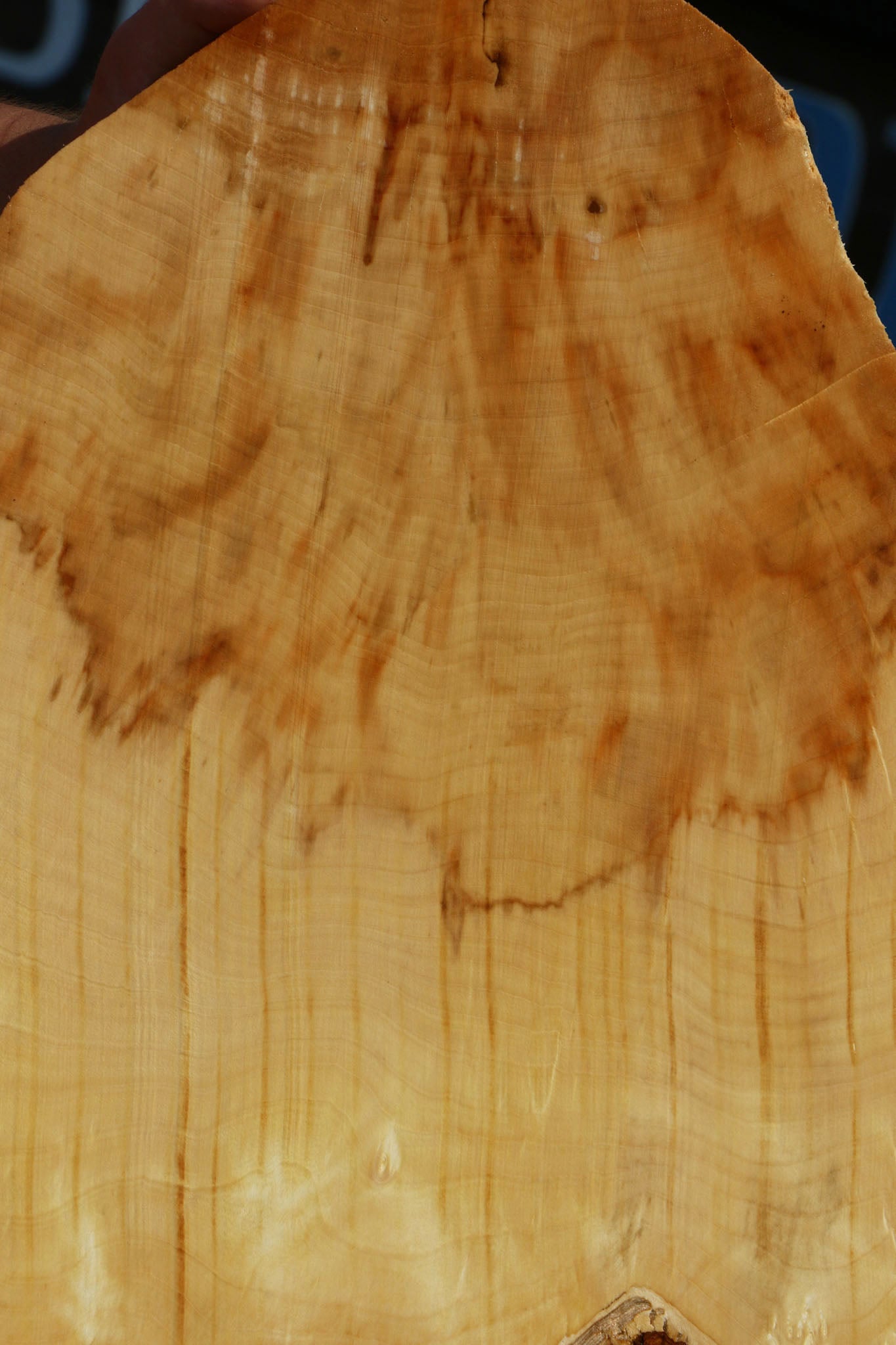 Extra Fancy Box Elder Cookie