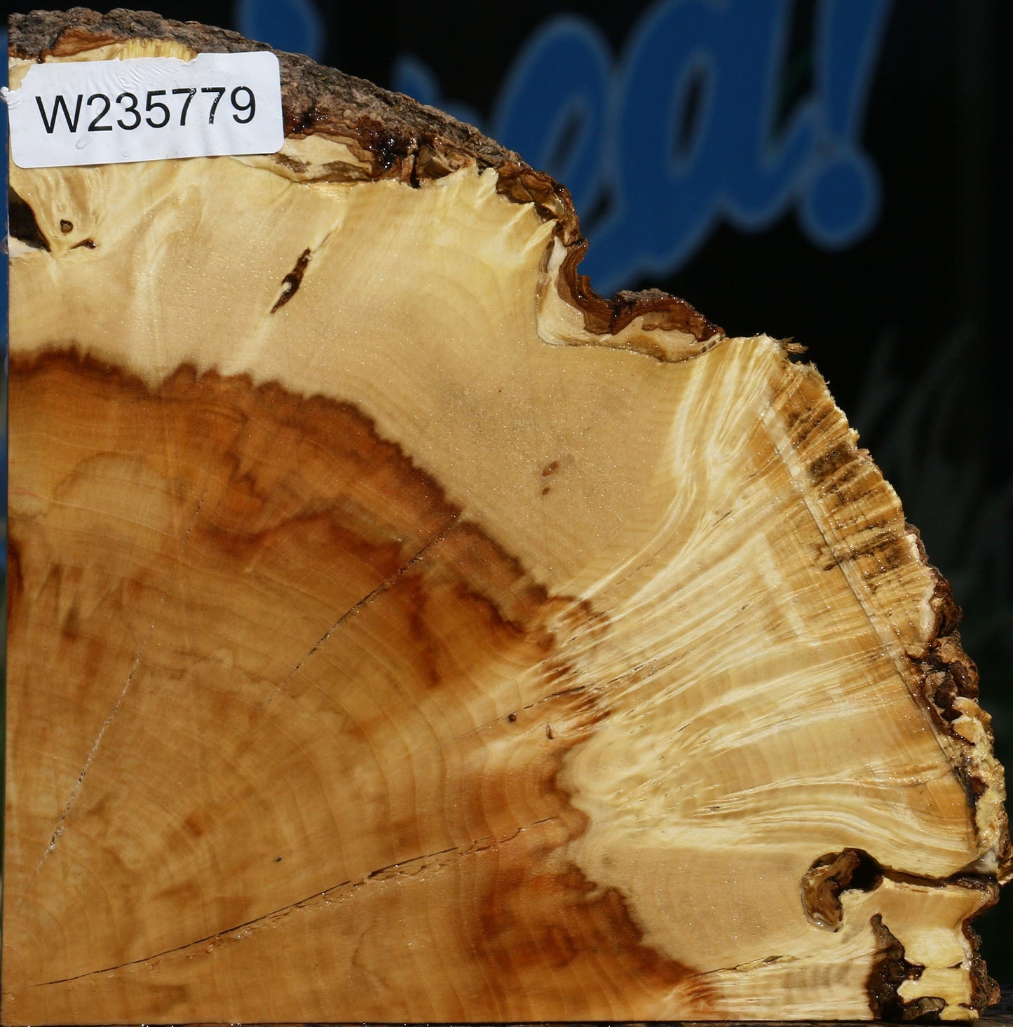 Extra Fancy Box Elder Burl Slice