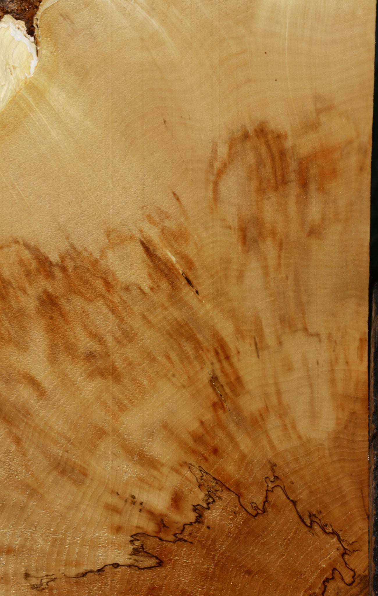 Box Elder Burl Cookie