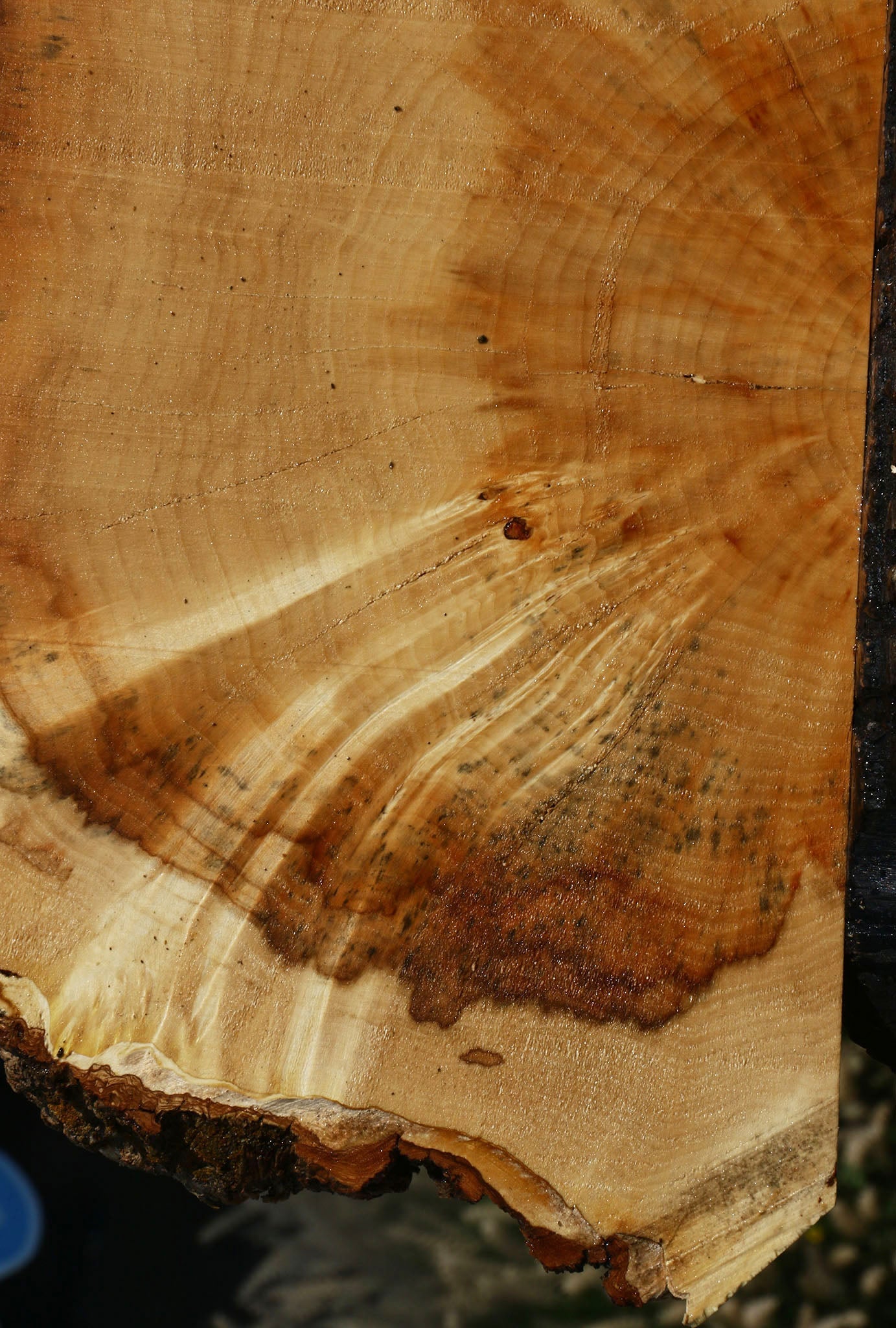 Extra Fancy Box Elder Slice