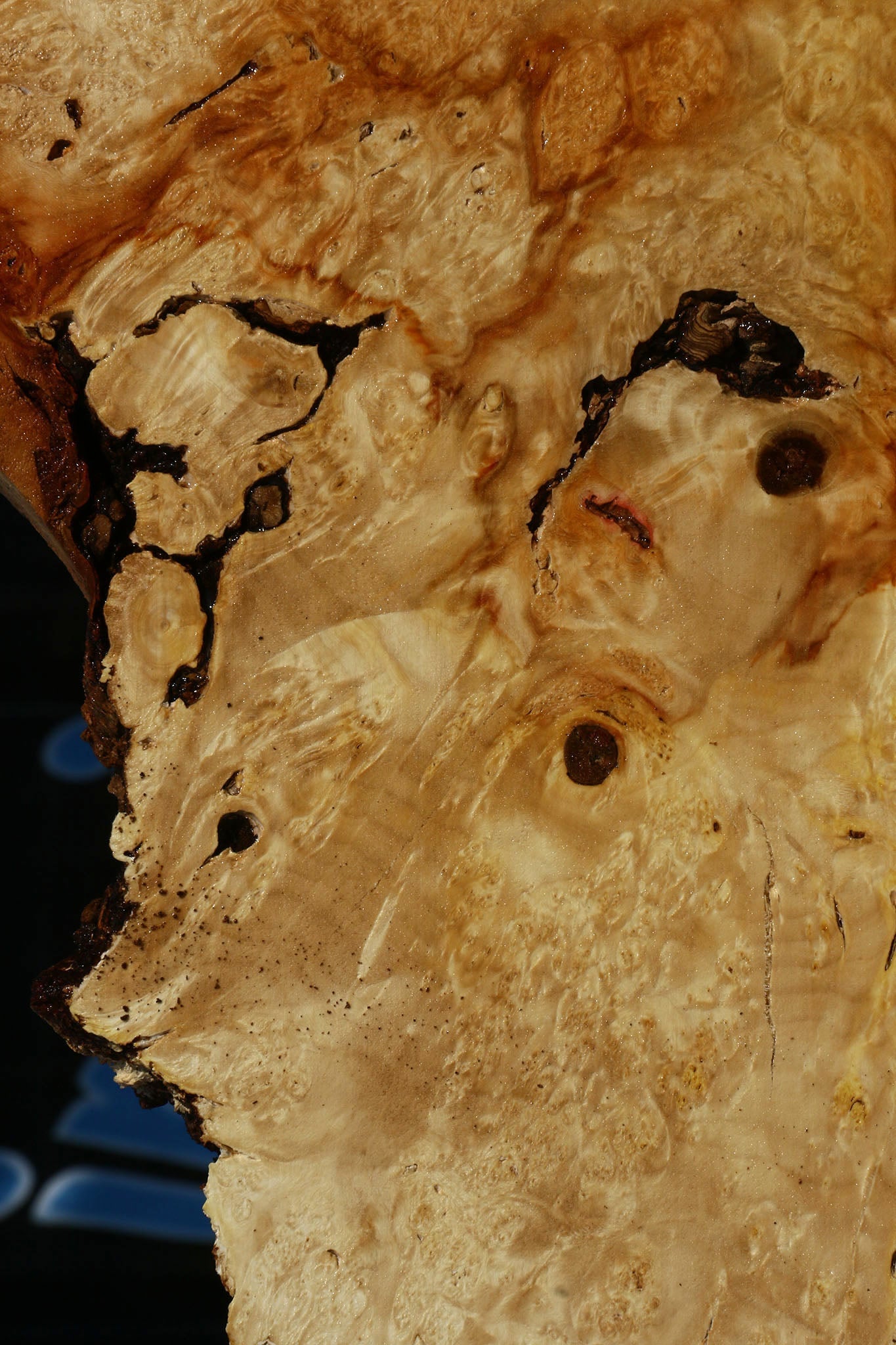 Box Elder Burl Slice