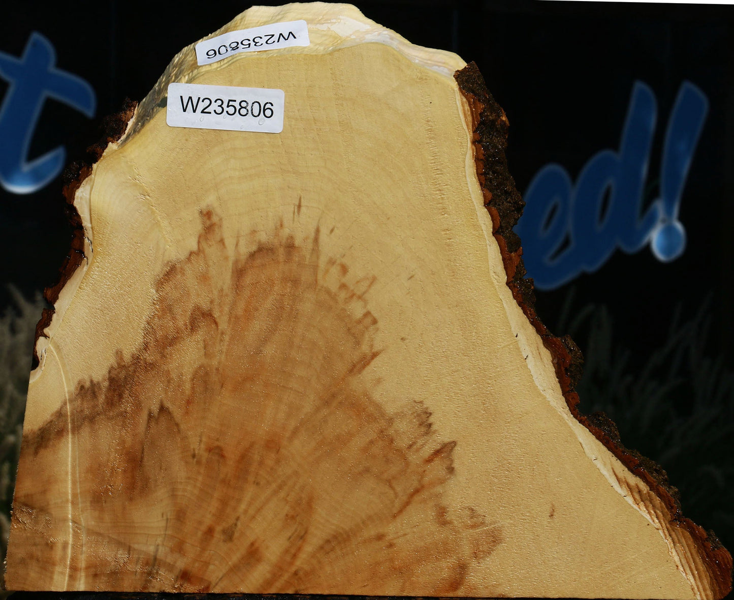 Extra Fancy Box Elder Slice