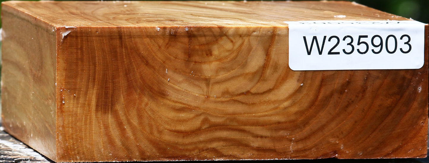 Figured Chinese Elm Bowl Blank