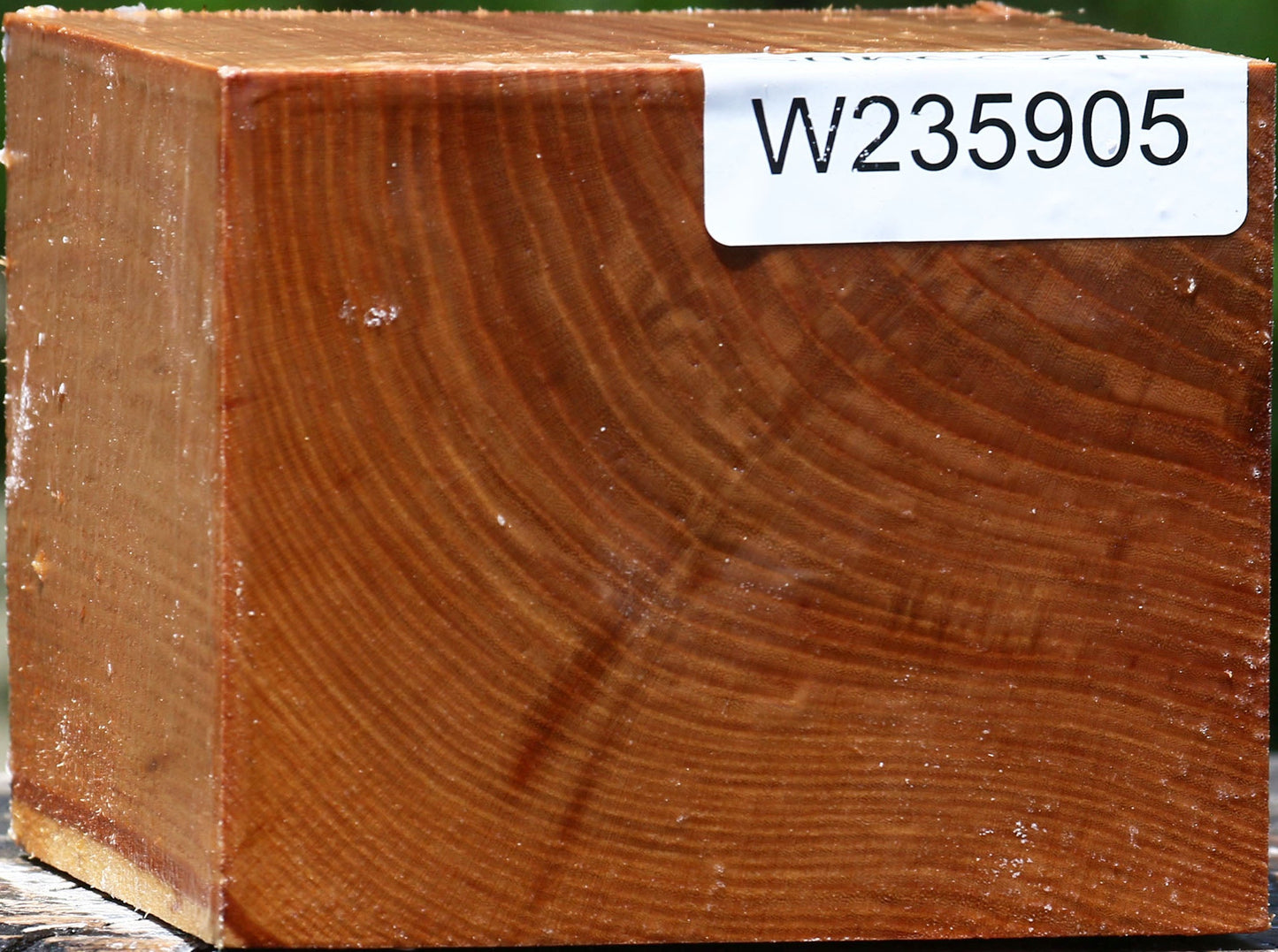 Chinese Elm Bowl Blank