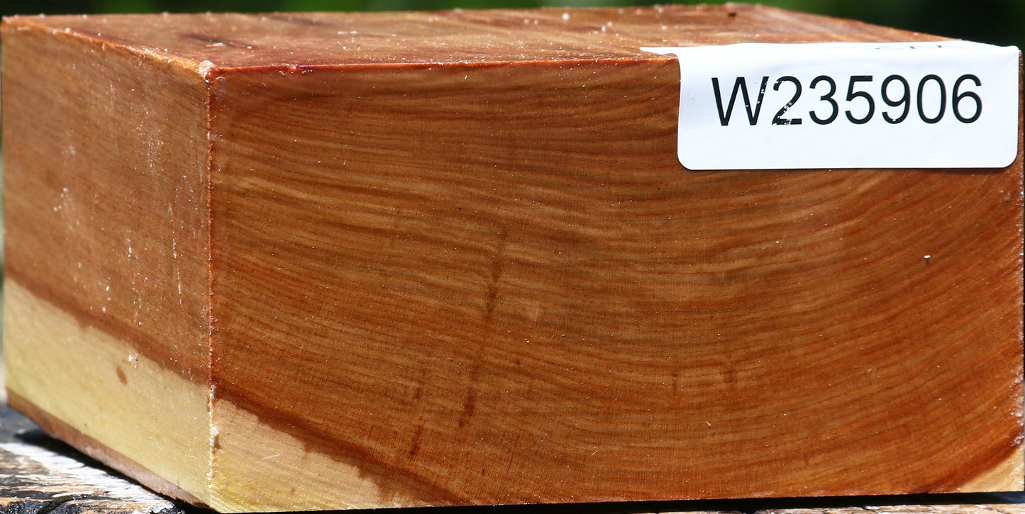 Chinese Elm Bowl Blank