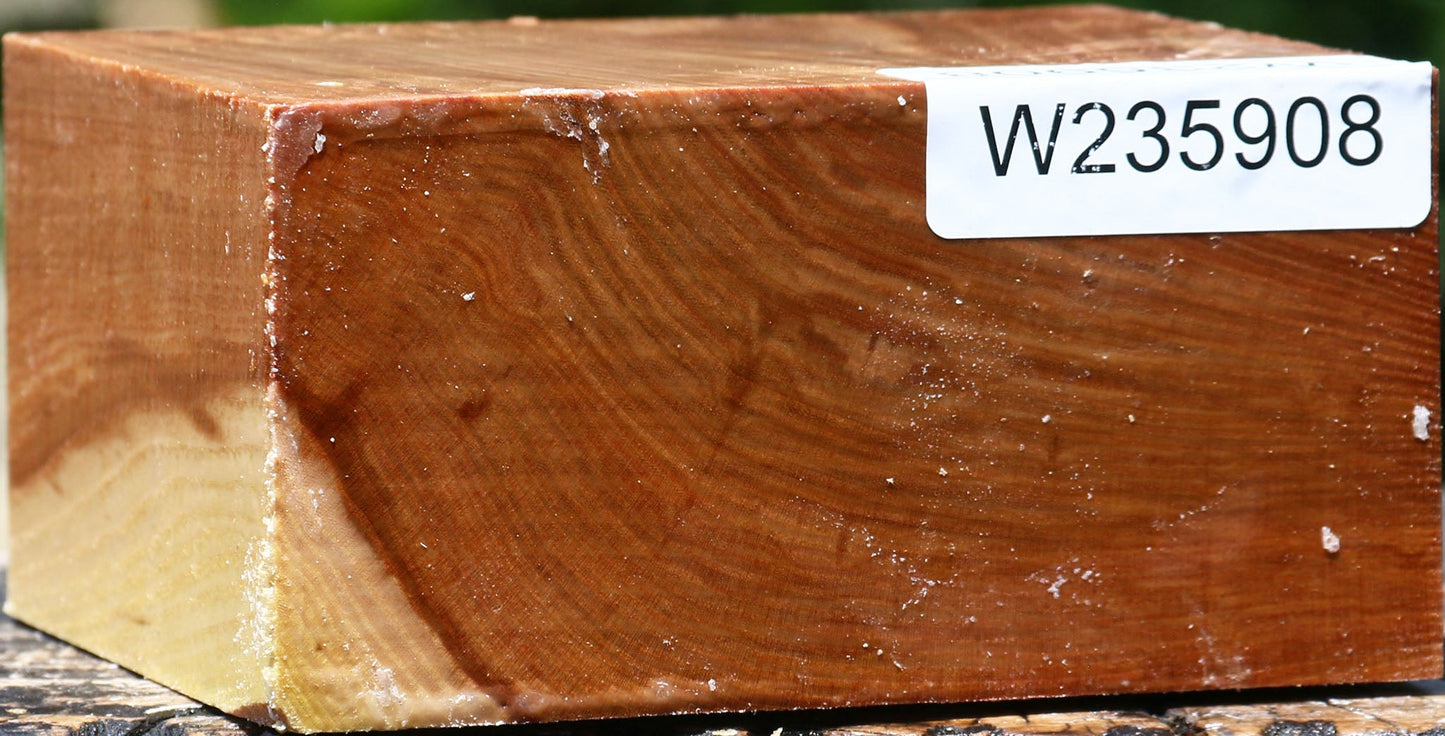 Chinese Elm Bowl Blank