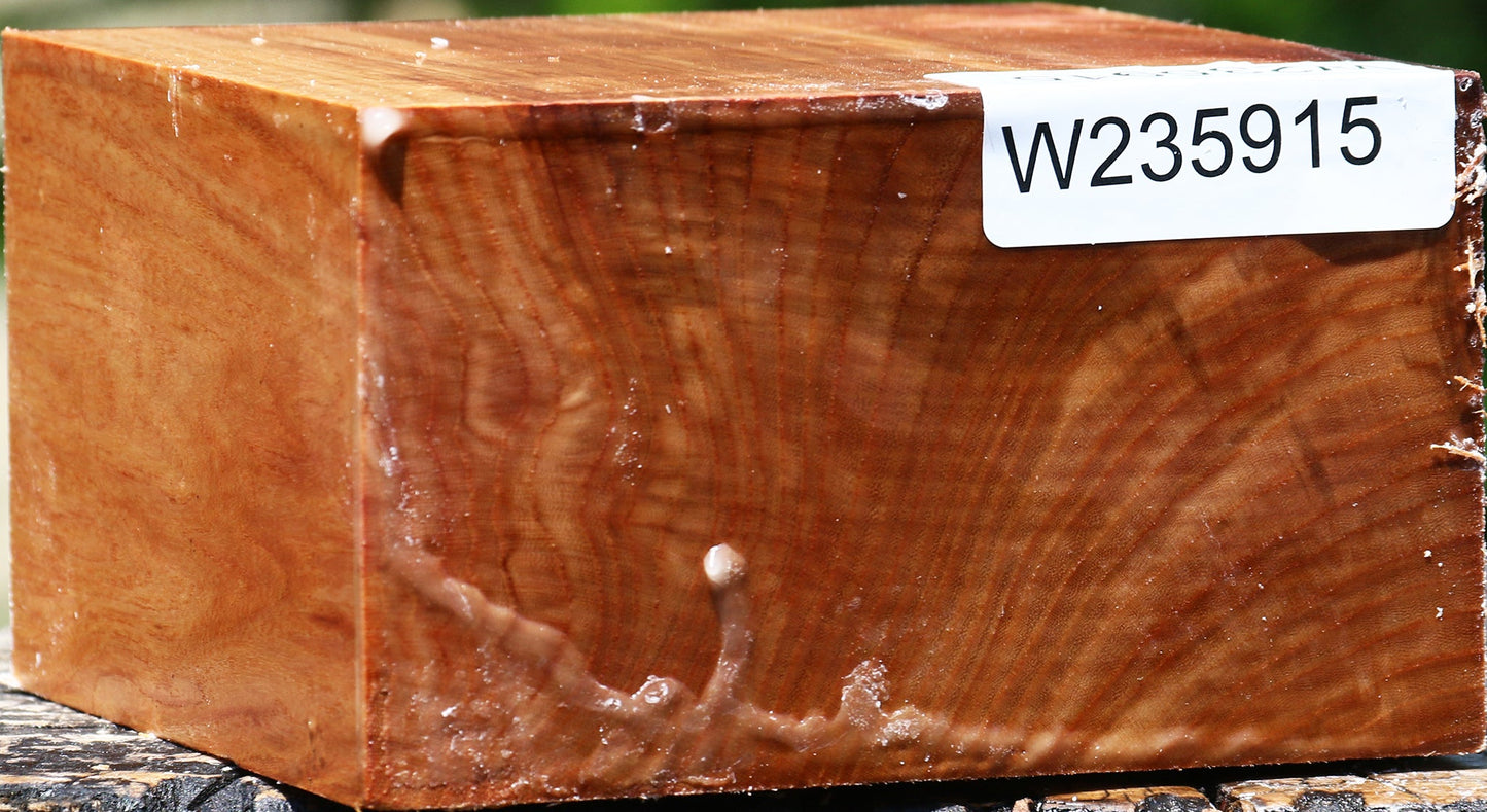 Chinese Elm Bowl Blank