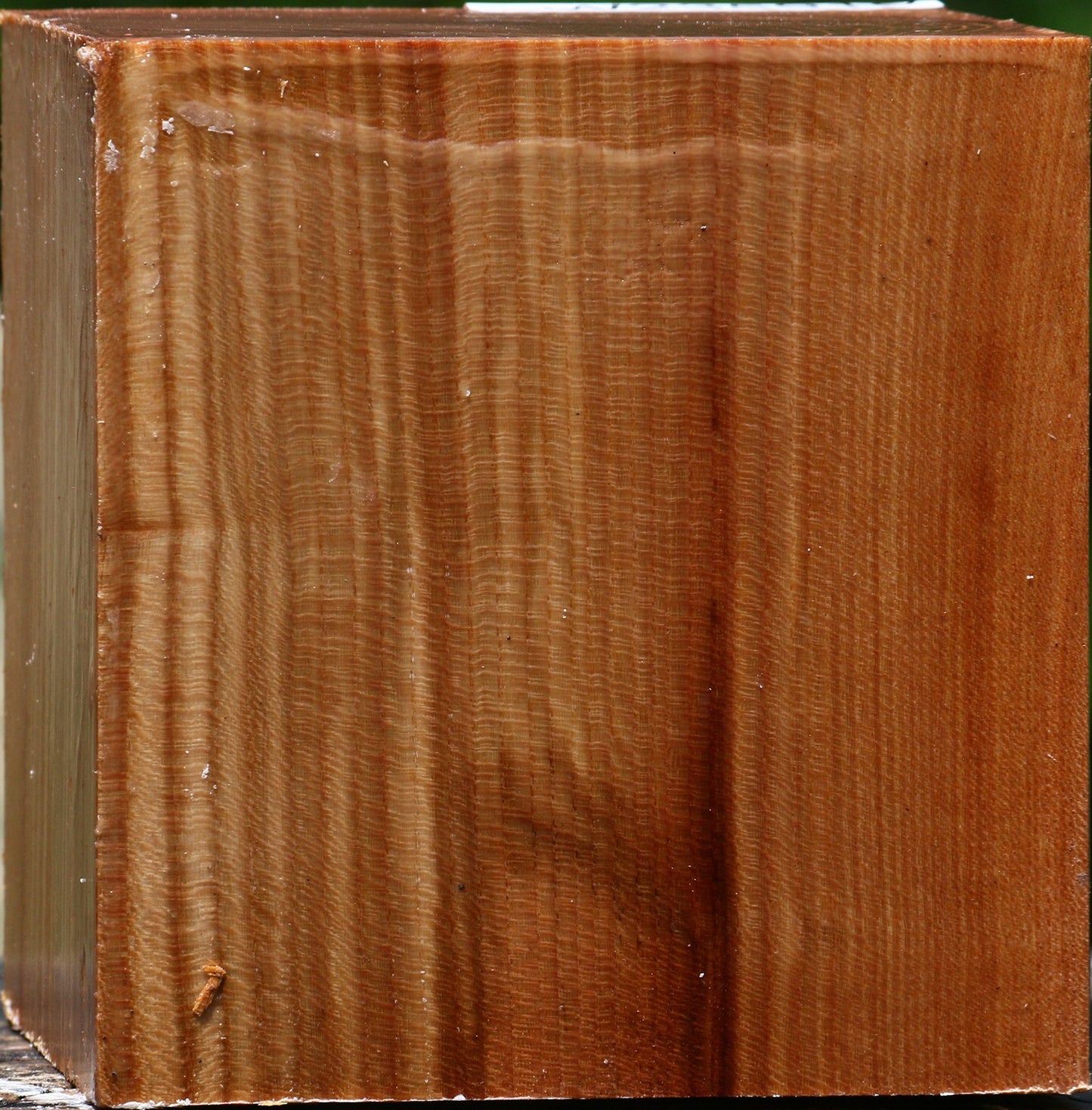 Chinese Elm Bowl Blank