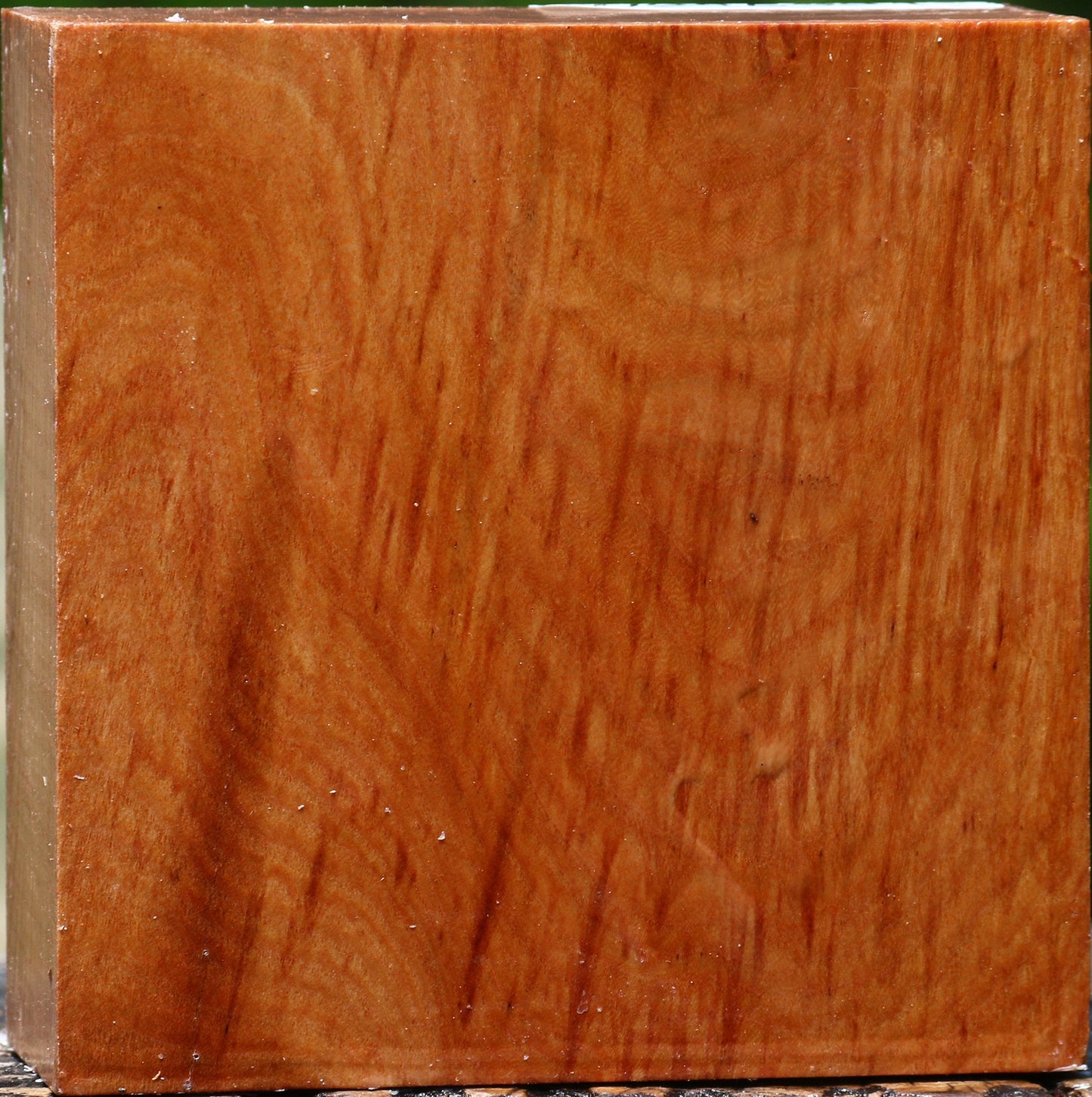 Extra Fancy Chinese Elm Bowl Blank