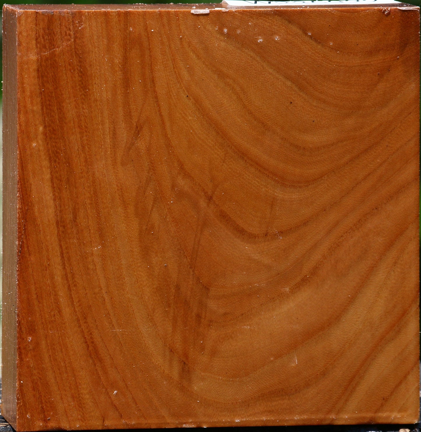 Chinese Elm Bowl Blank