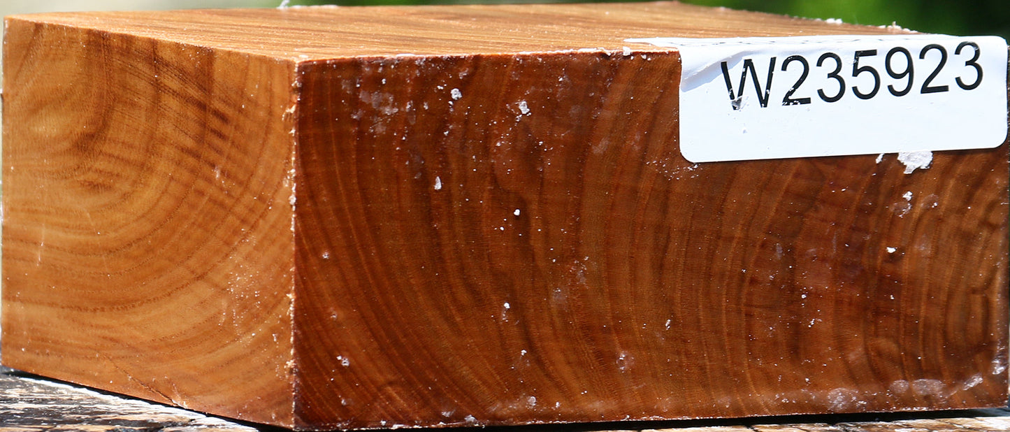 Chinese Elm Bowl Blank