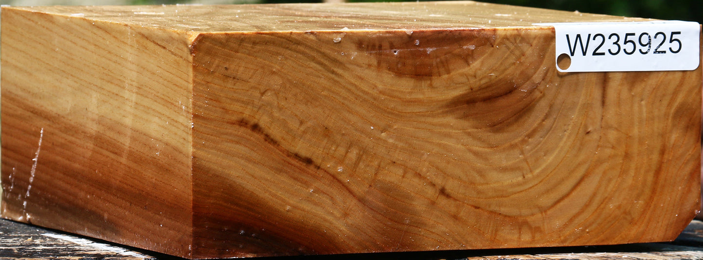 Chinese Elm Bowl Blank