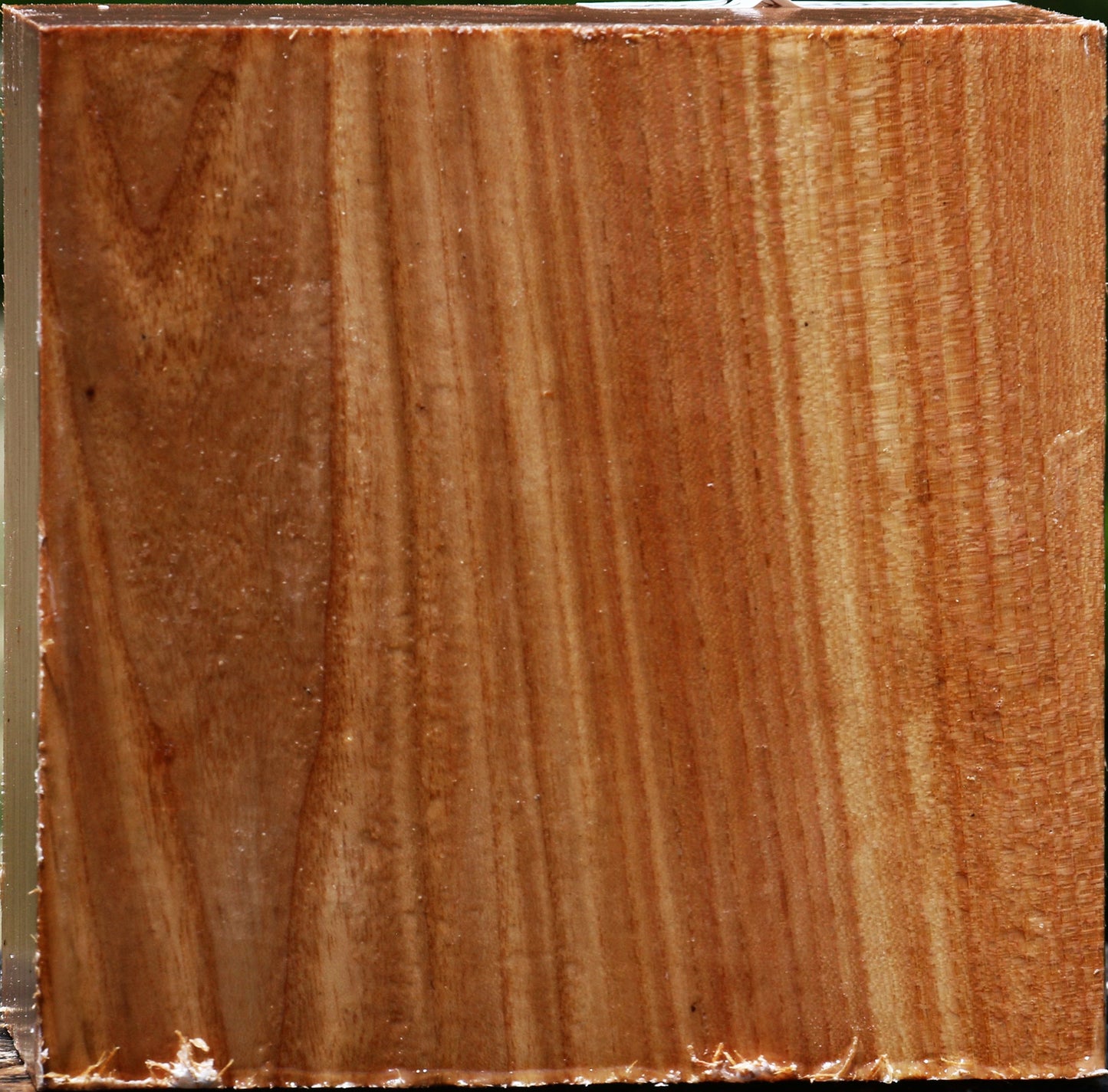 Chinese Elm Bowl Blank