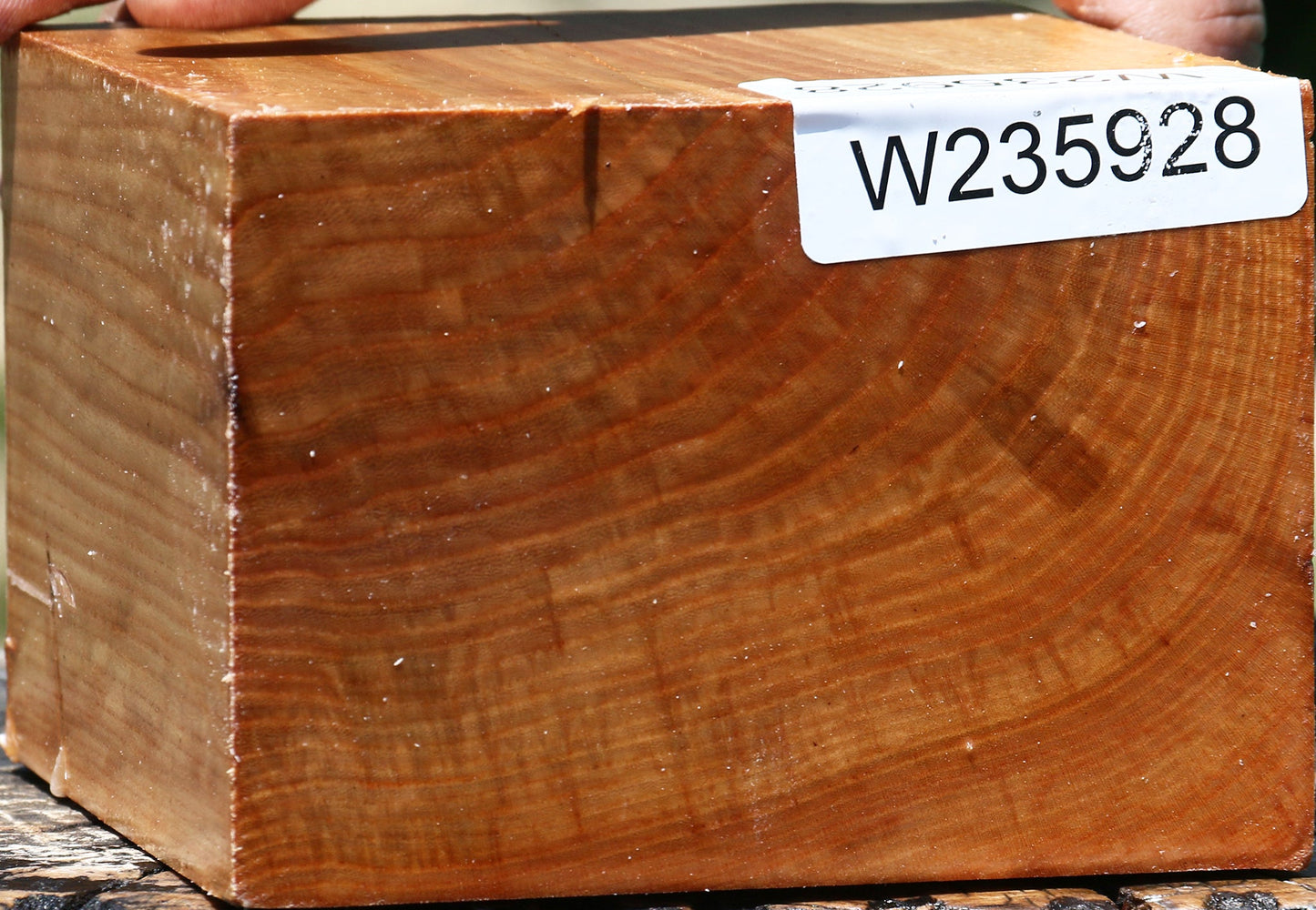 Chinese Elm Bowl Blank