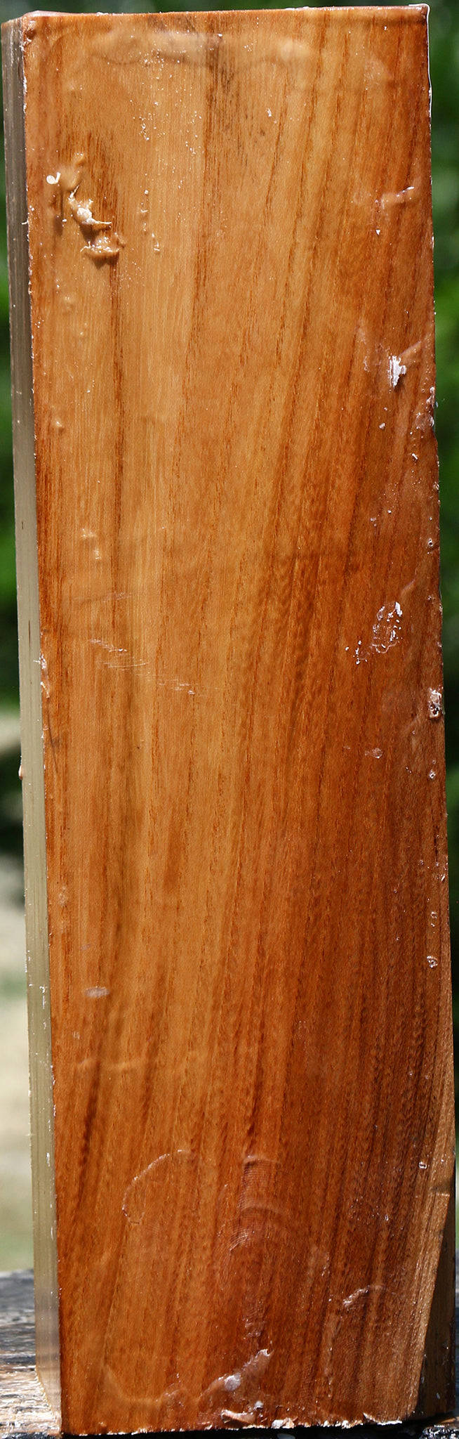 Chinese Elm Peppermill