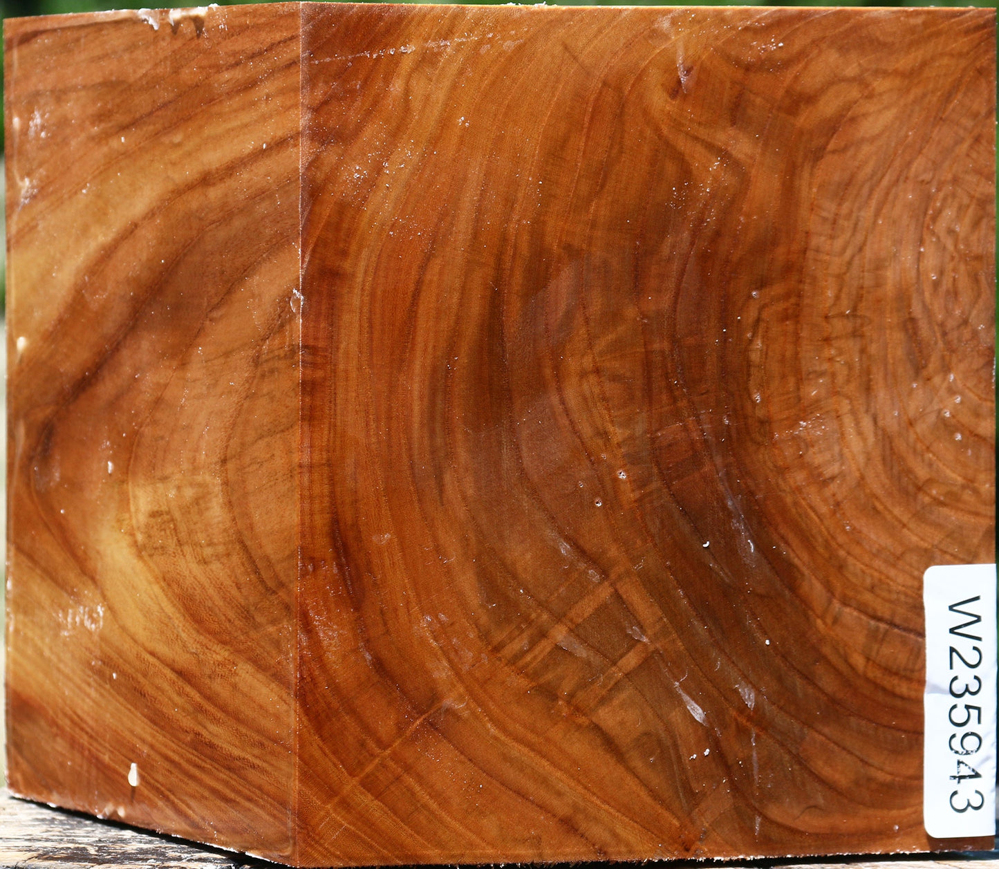 Figured Chinese Elm Bowl Blank