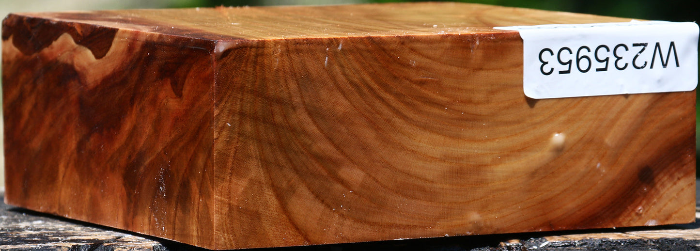 Chinese Elm Bowl Blank