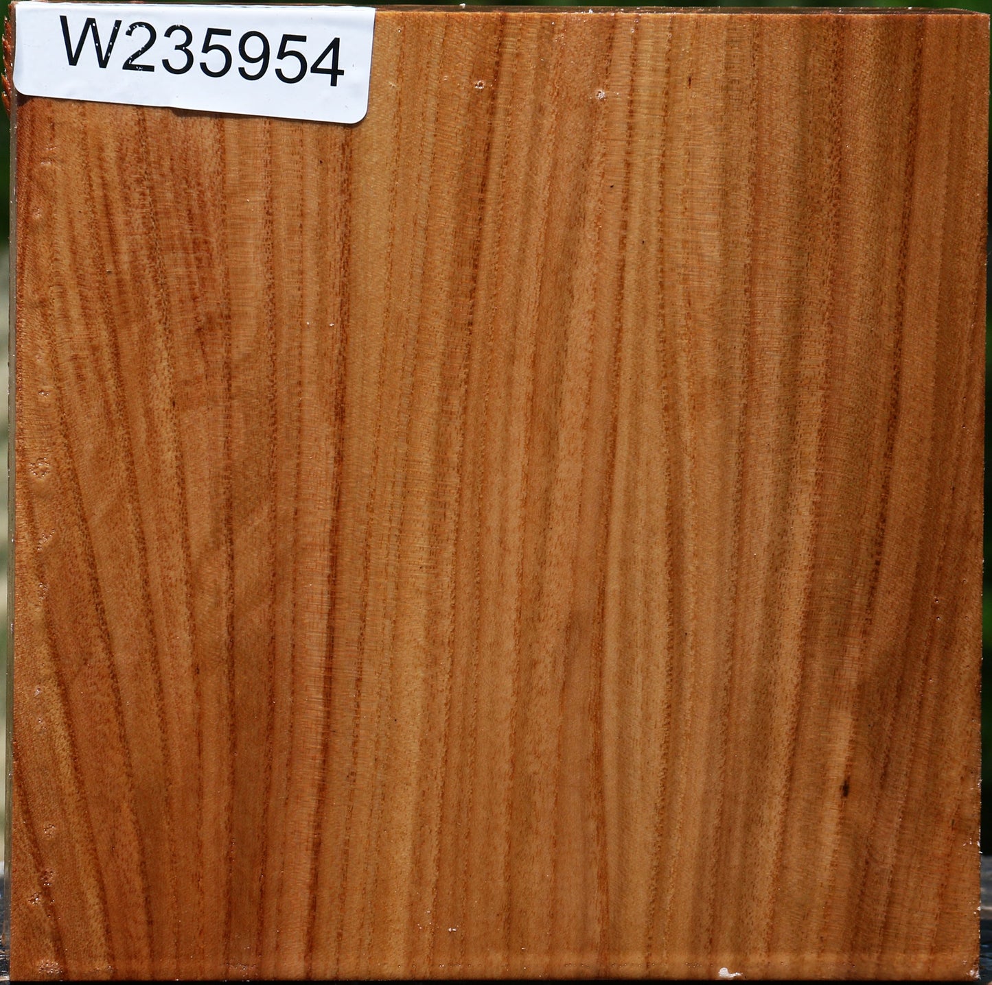 Chinese Elm Bowl Blank