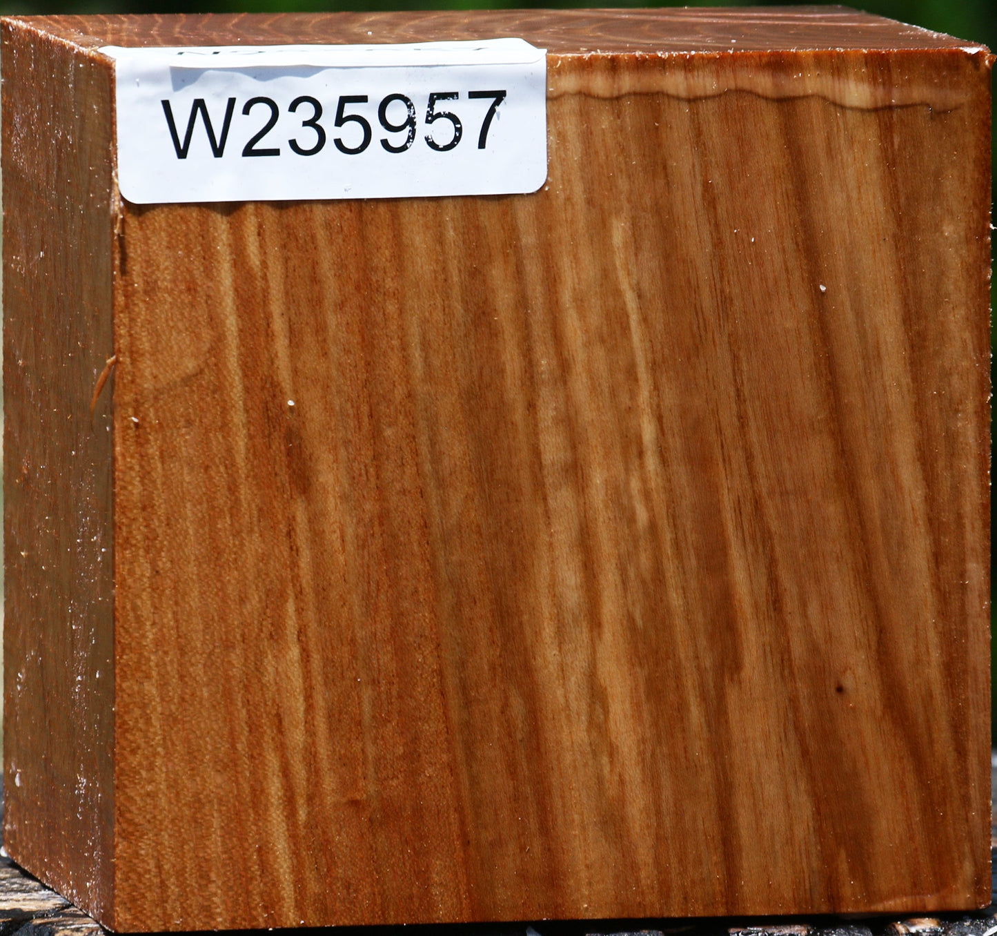 Chinese Elm Bowl Blank