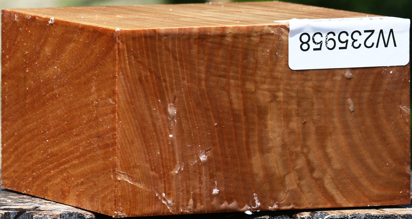 Chinese Elm Bowl Blank