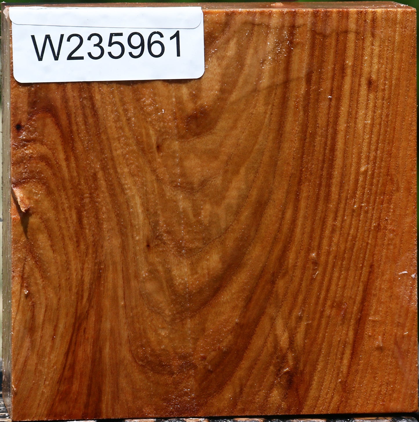 Figured Chinese Elm Bowl Blank