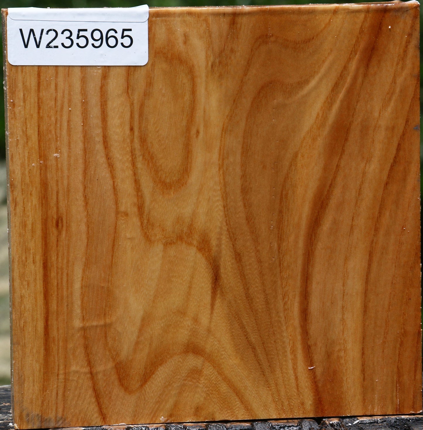 Chinese Elm Bowl Blank