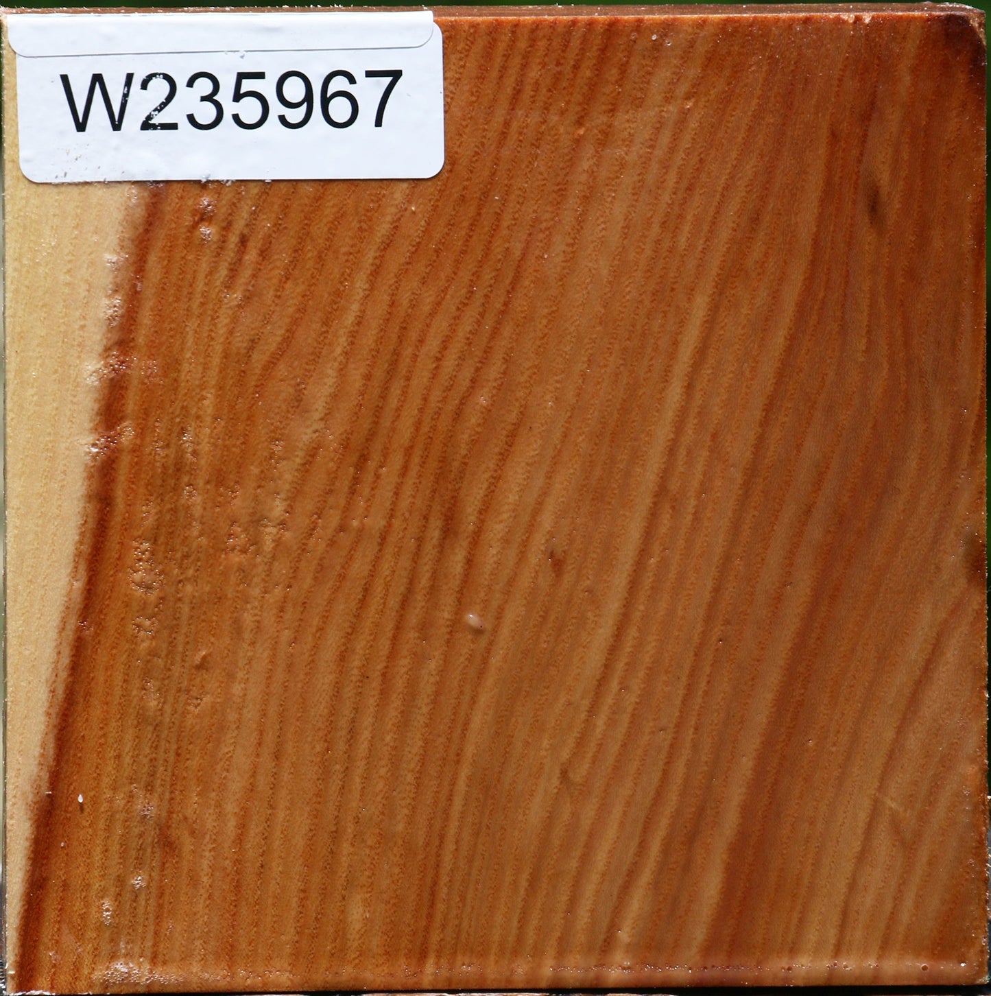 Chinese Elm Bowl Blank