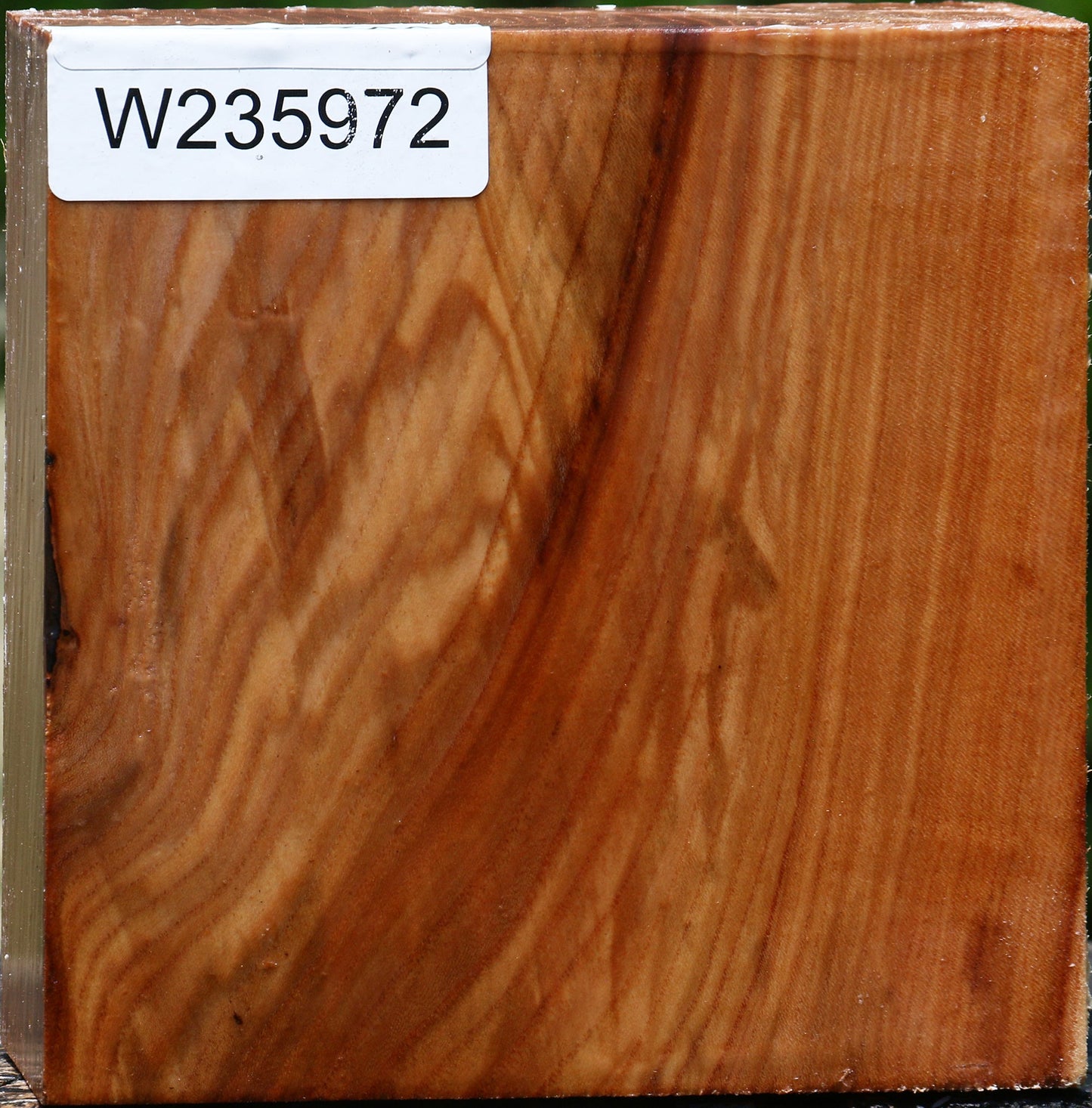 Chinese Elm Bowl Blank