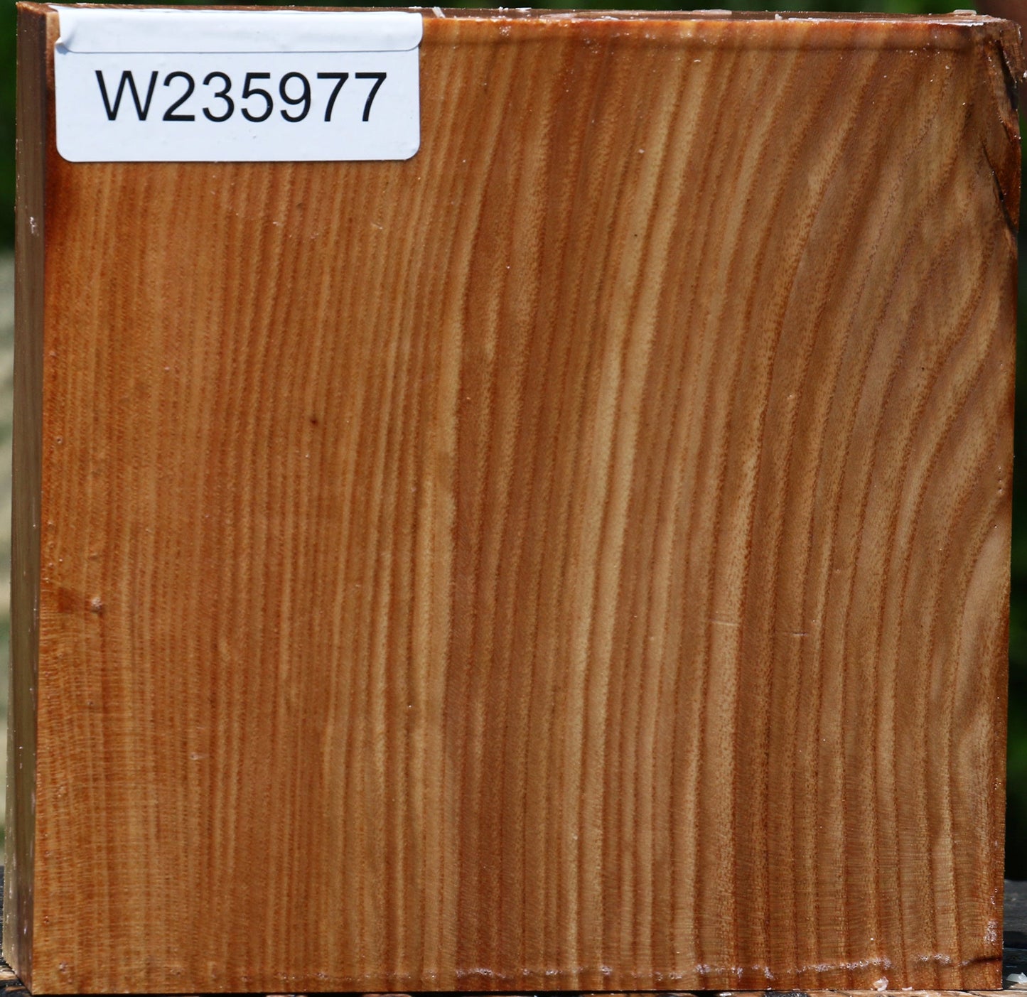 Chinese Elm Bowl Blank