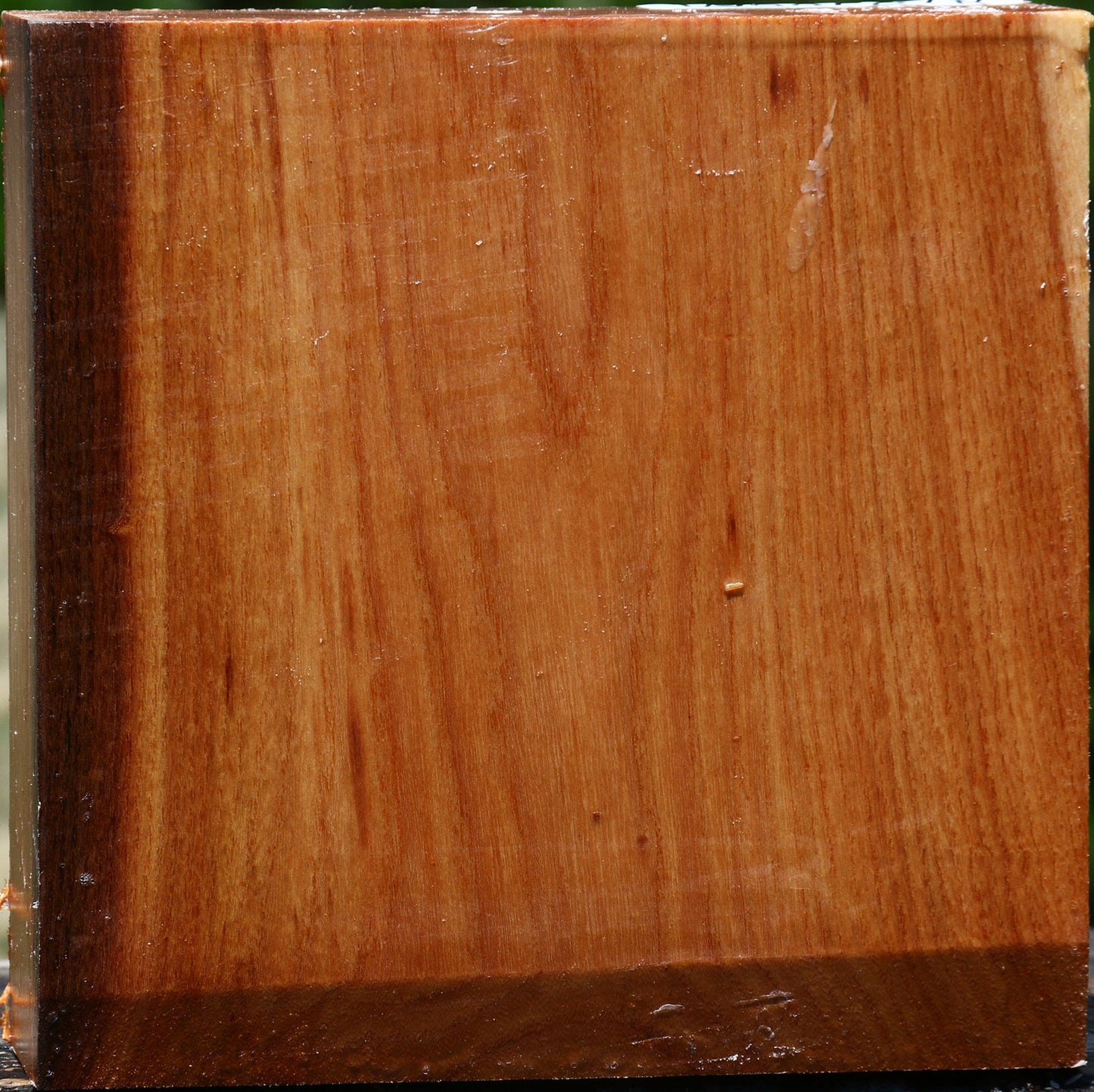 Chinese Elm Bowl Blank