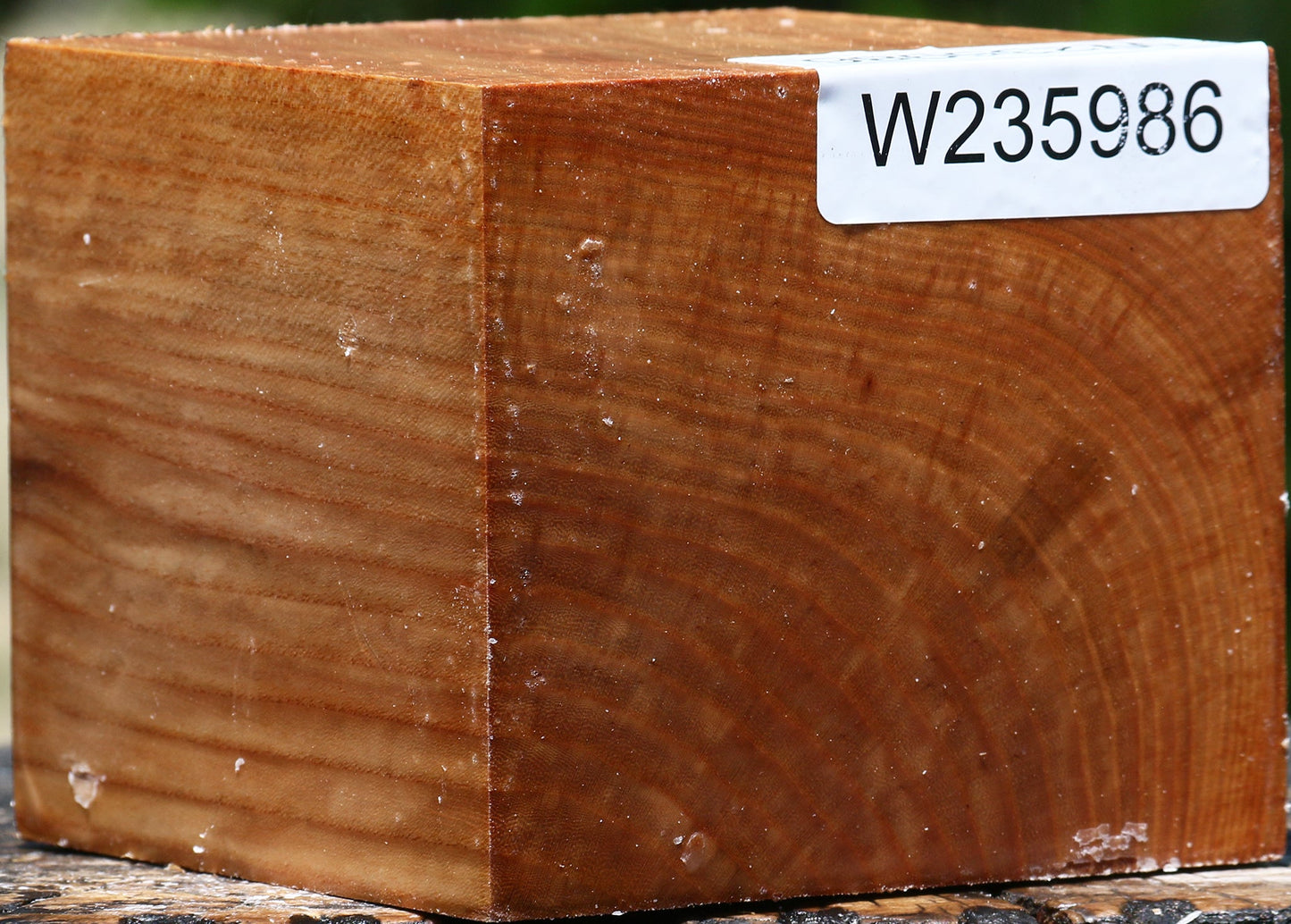 Chinese Elm Bowl Blank