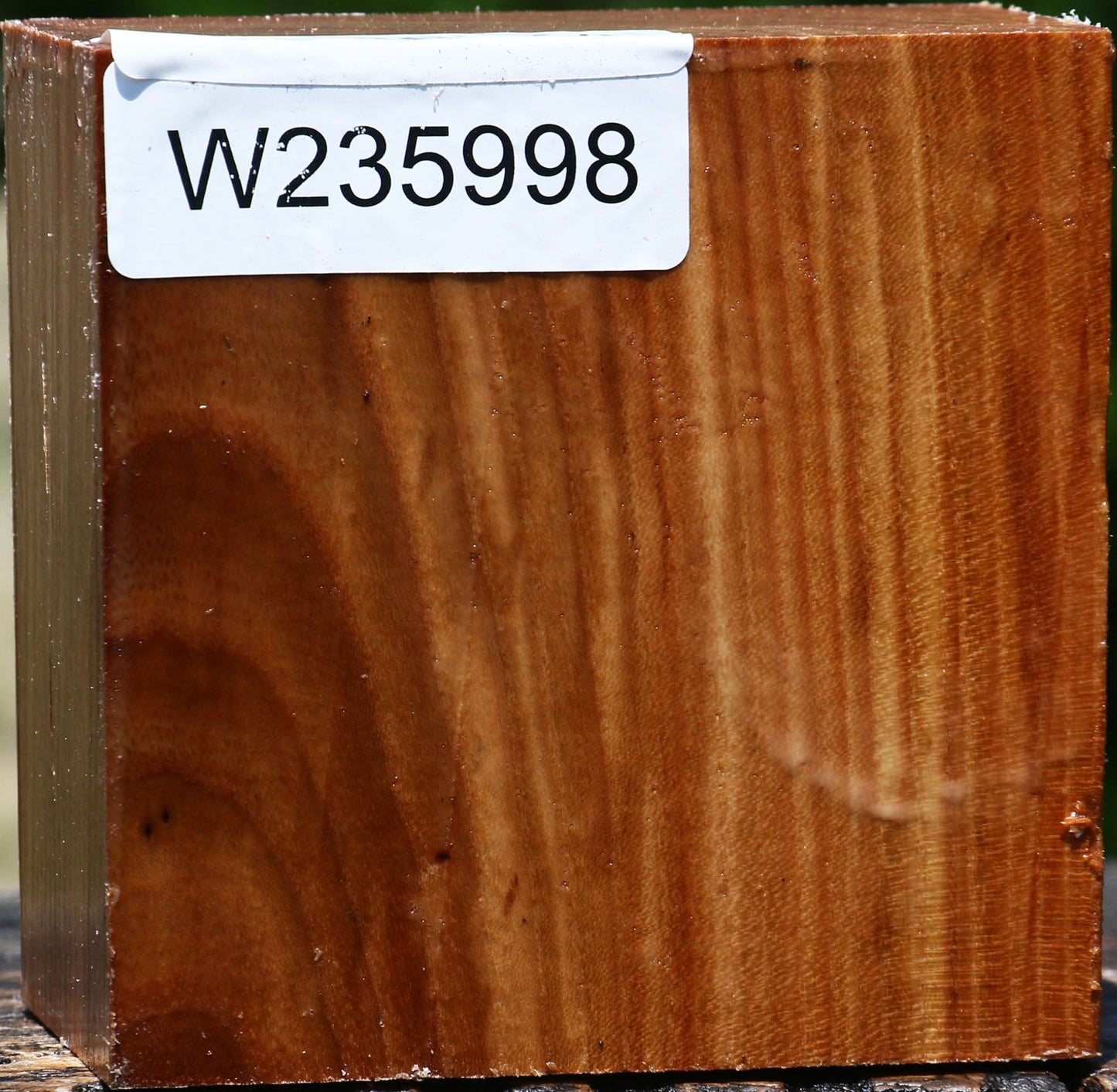 Chinese Elm Bowl Blank