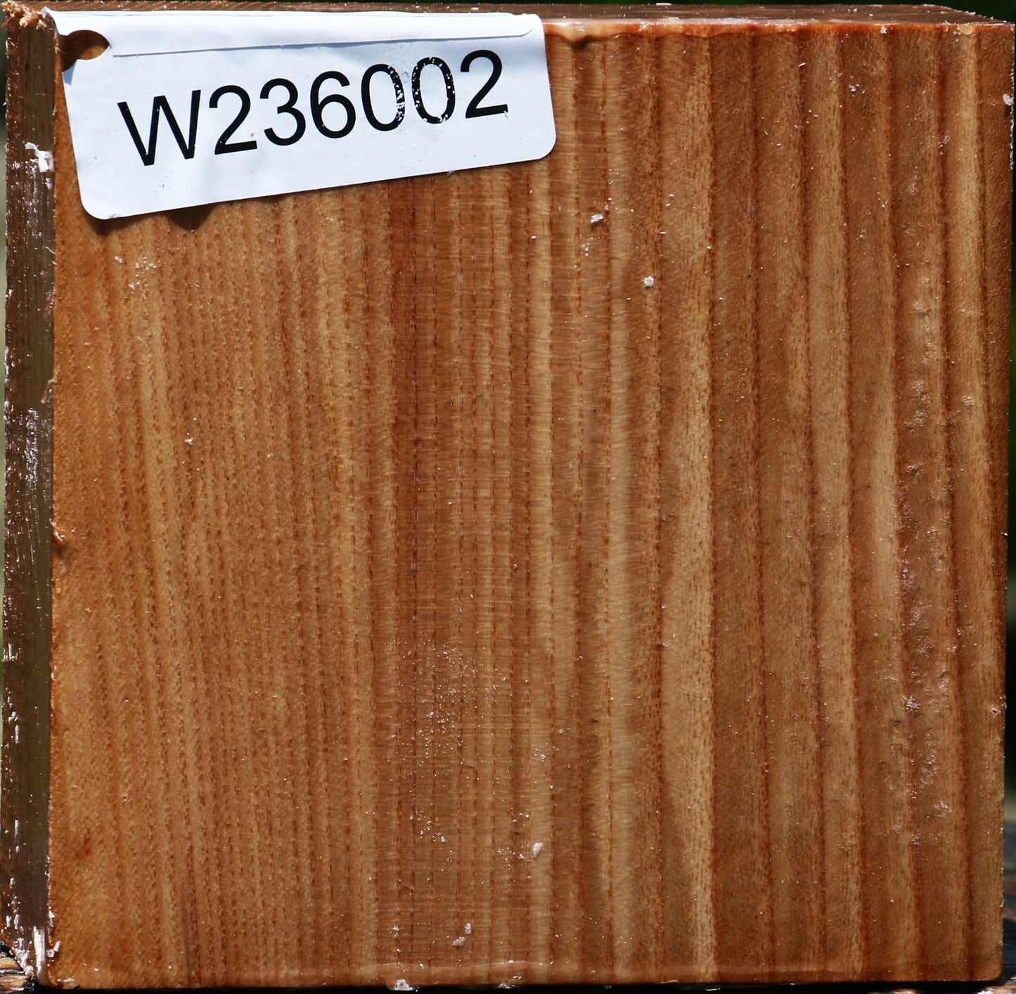 Chinese Elm Bowl Blank