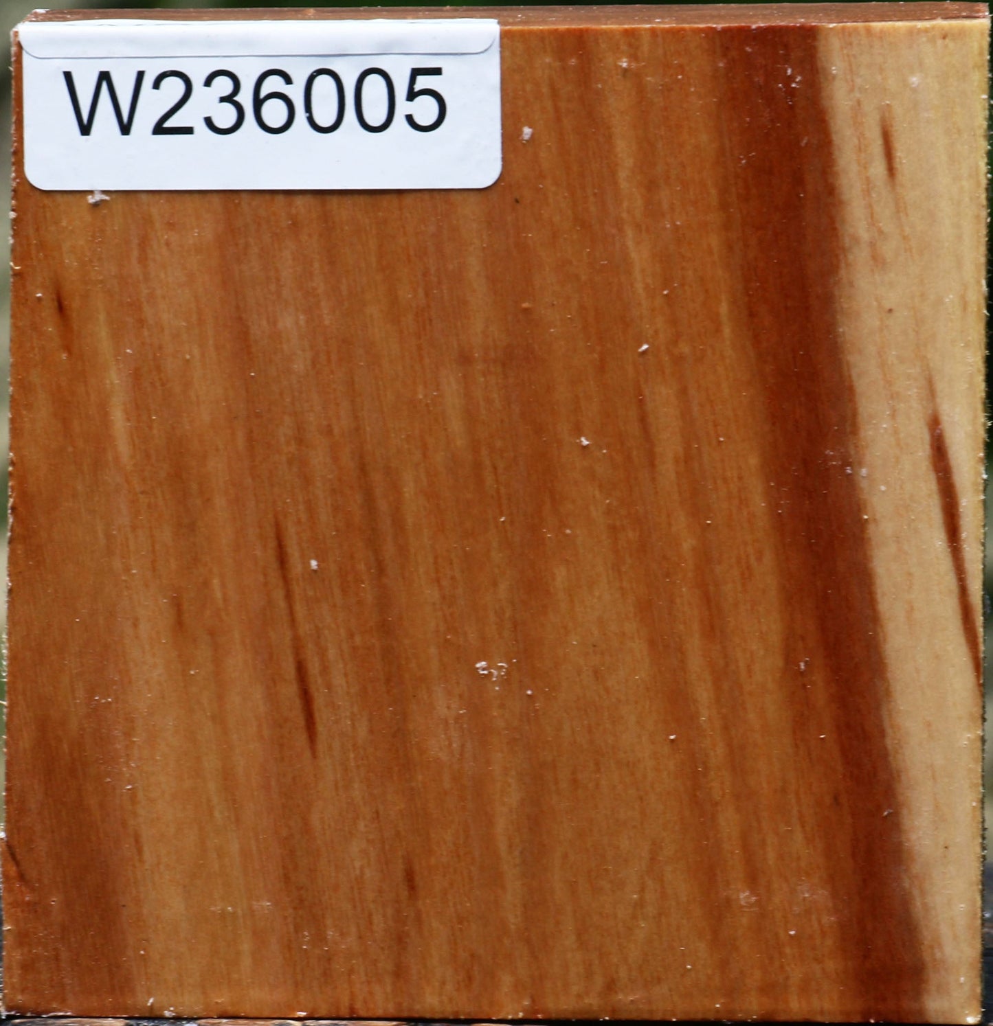 Chinese Elm Bowl Blank