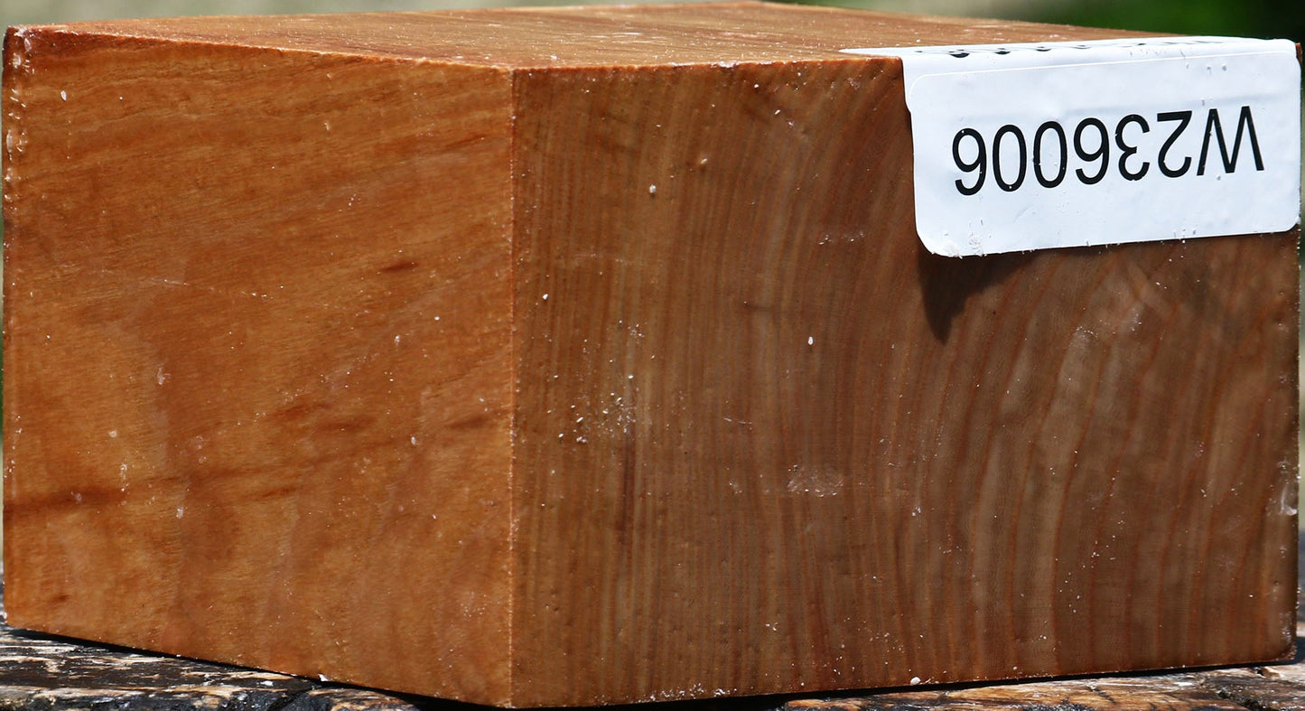 Chinese Elm Bowl Blank