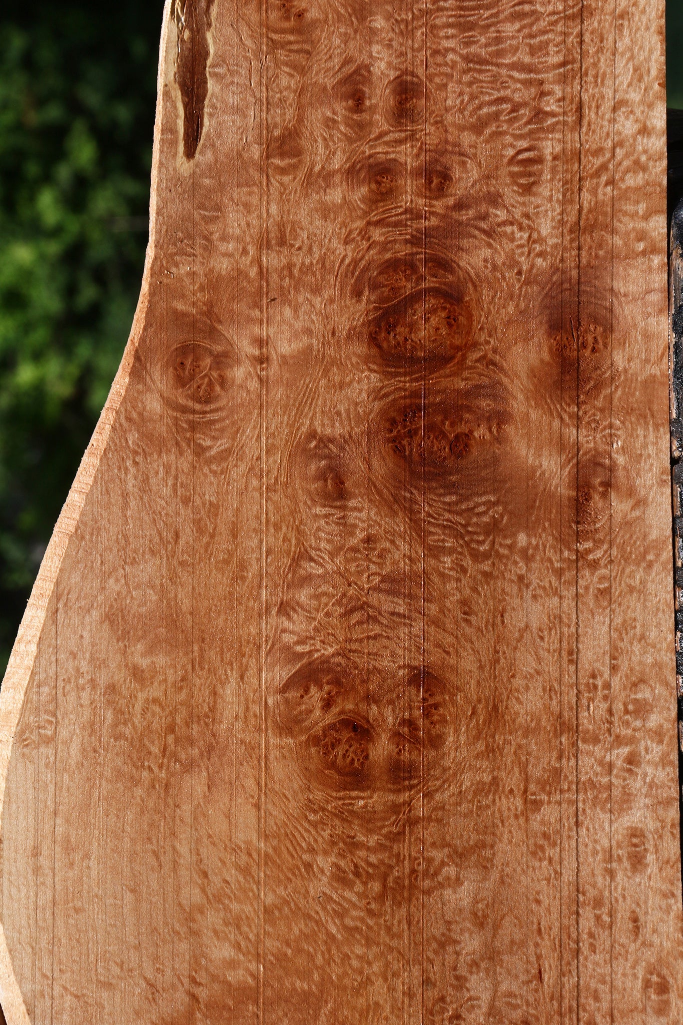 Maple Burl Lumber