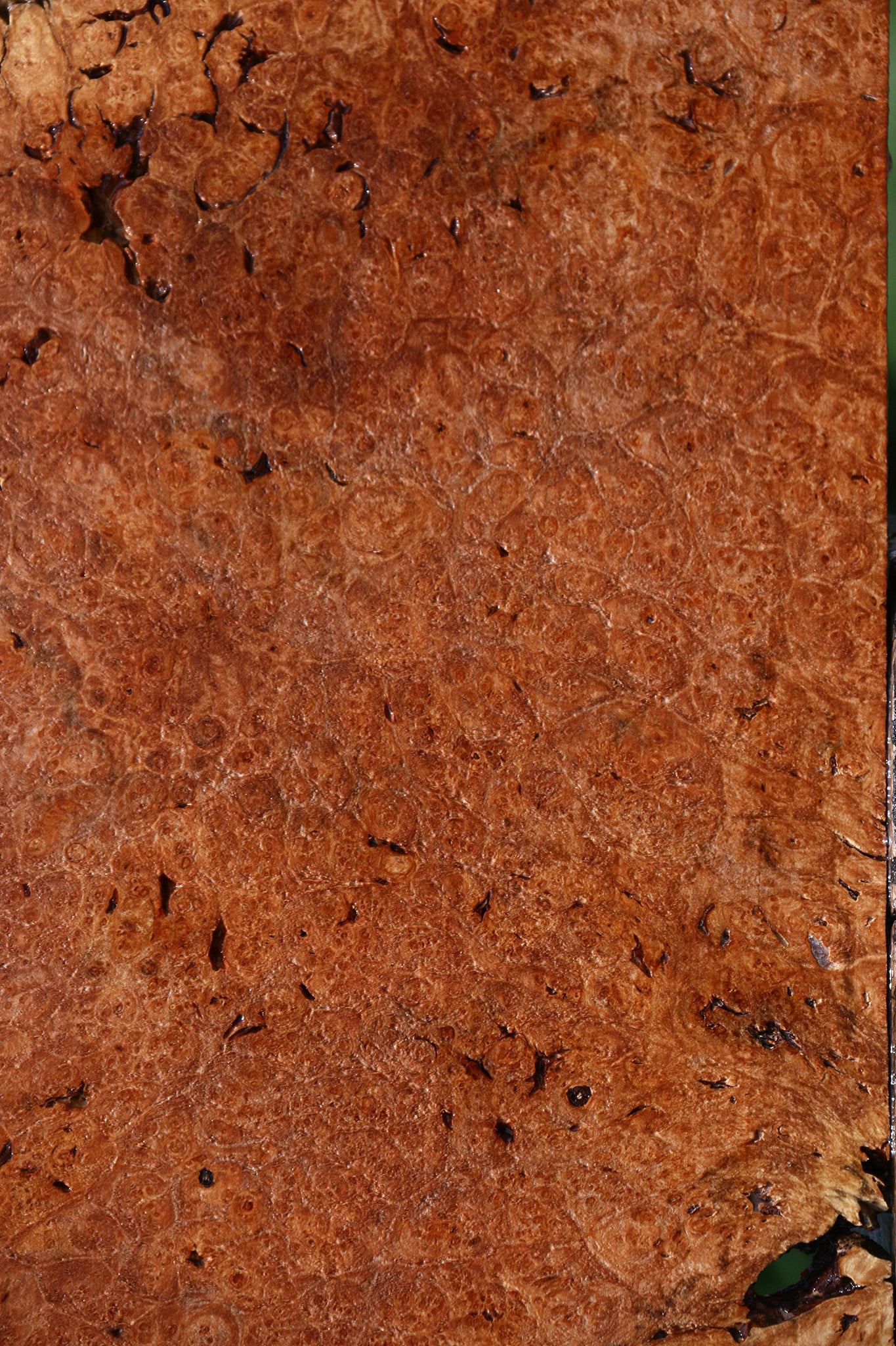 Rustic Maple Burl Lumber