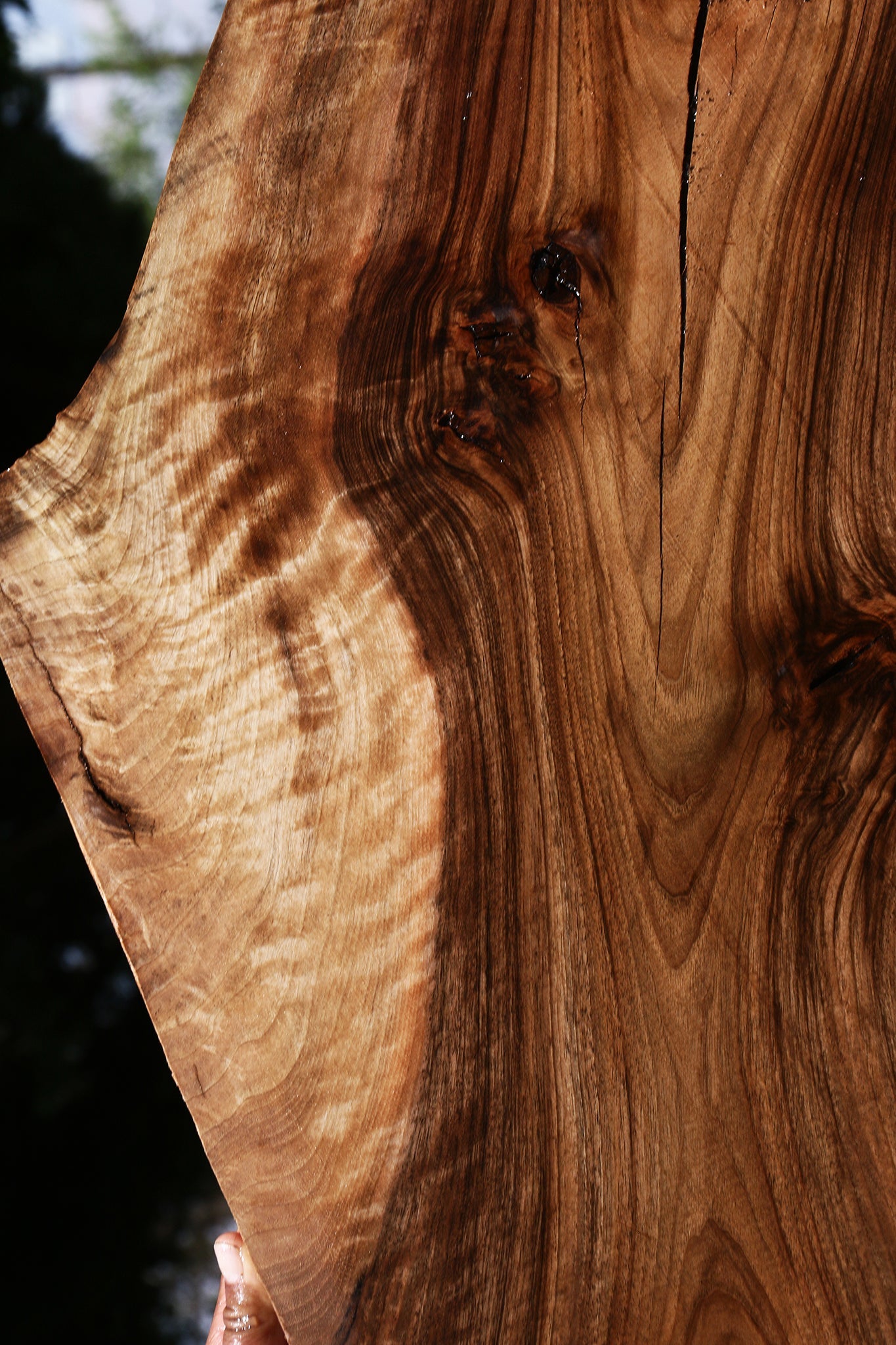 Extra Fancy English Walnut Live Edge Slab (Free Shipping Excluded)