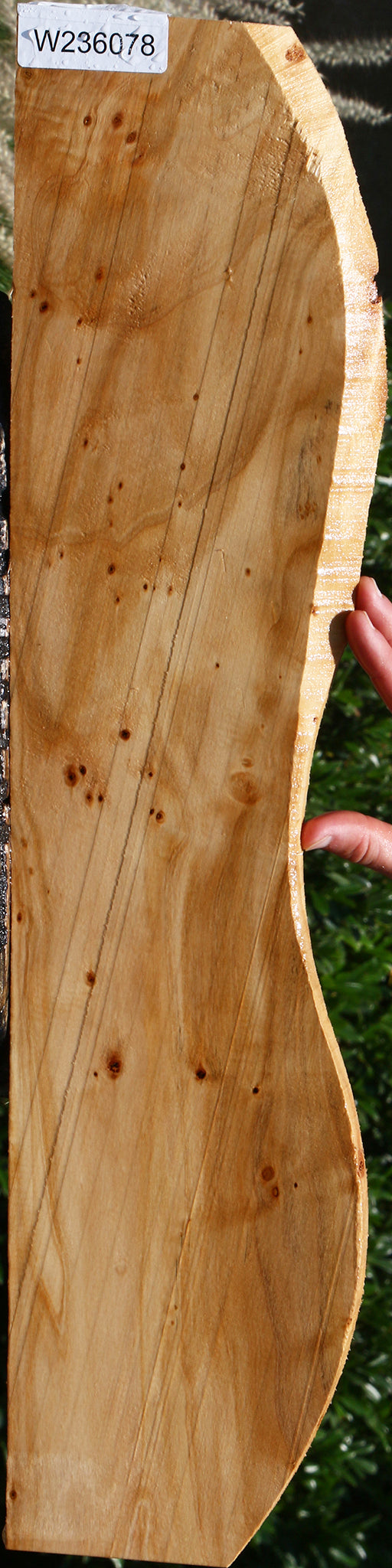 Black Cottonwood Micro Lumber