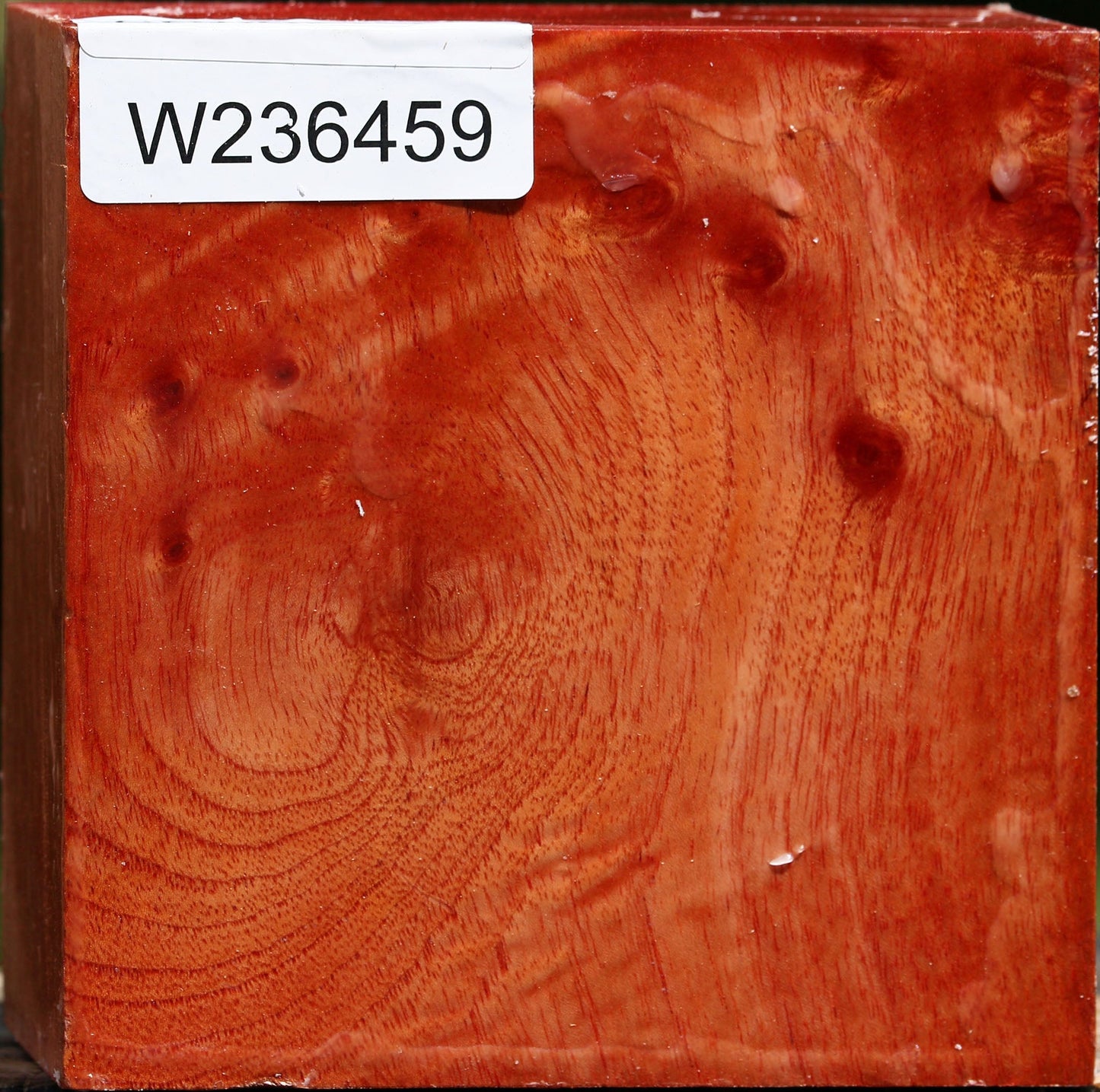 Figured Pepperwood Bowl Blank